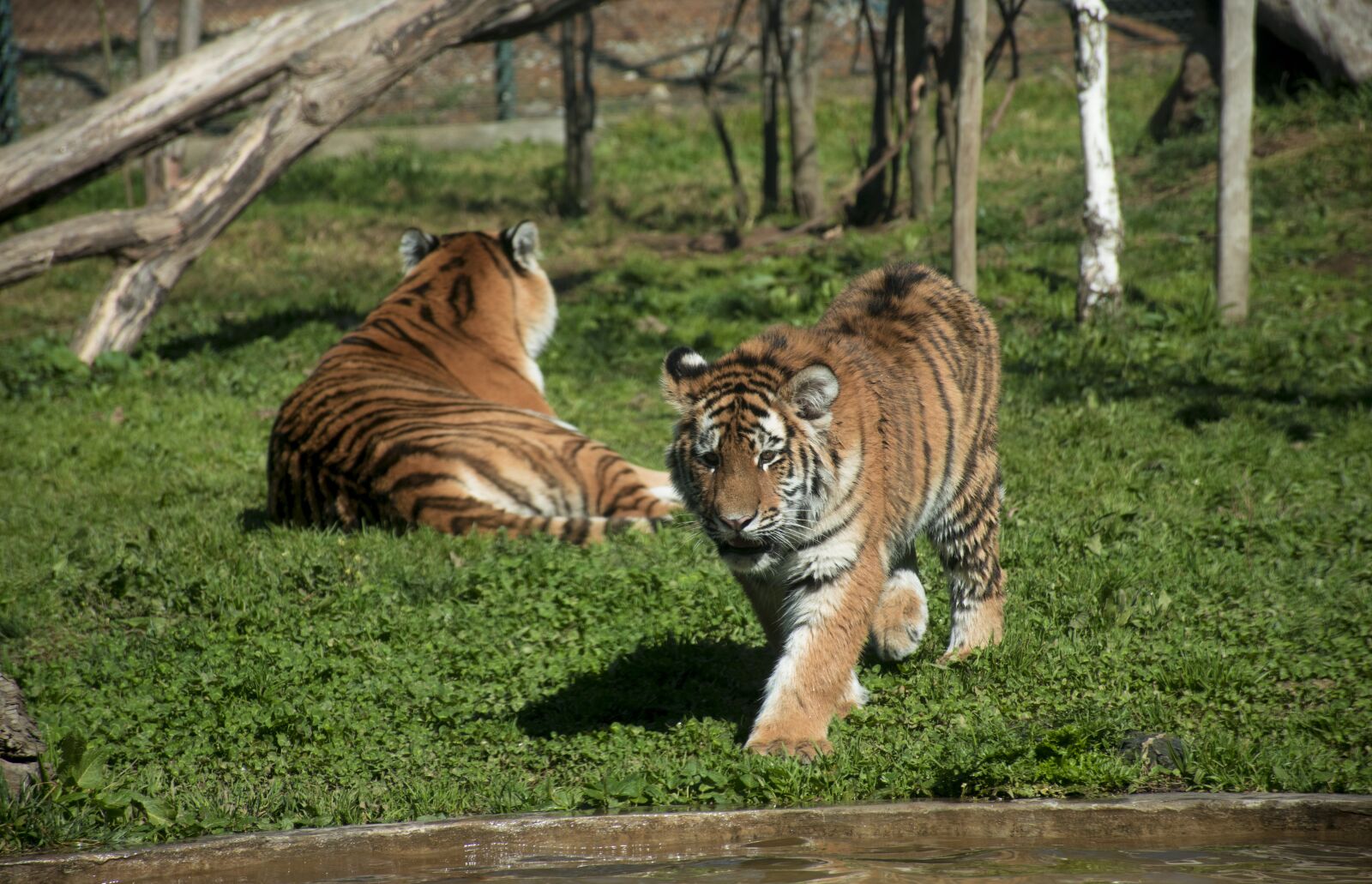 Nikon D5600 sample photo. Wildlife, cat, animalia photography