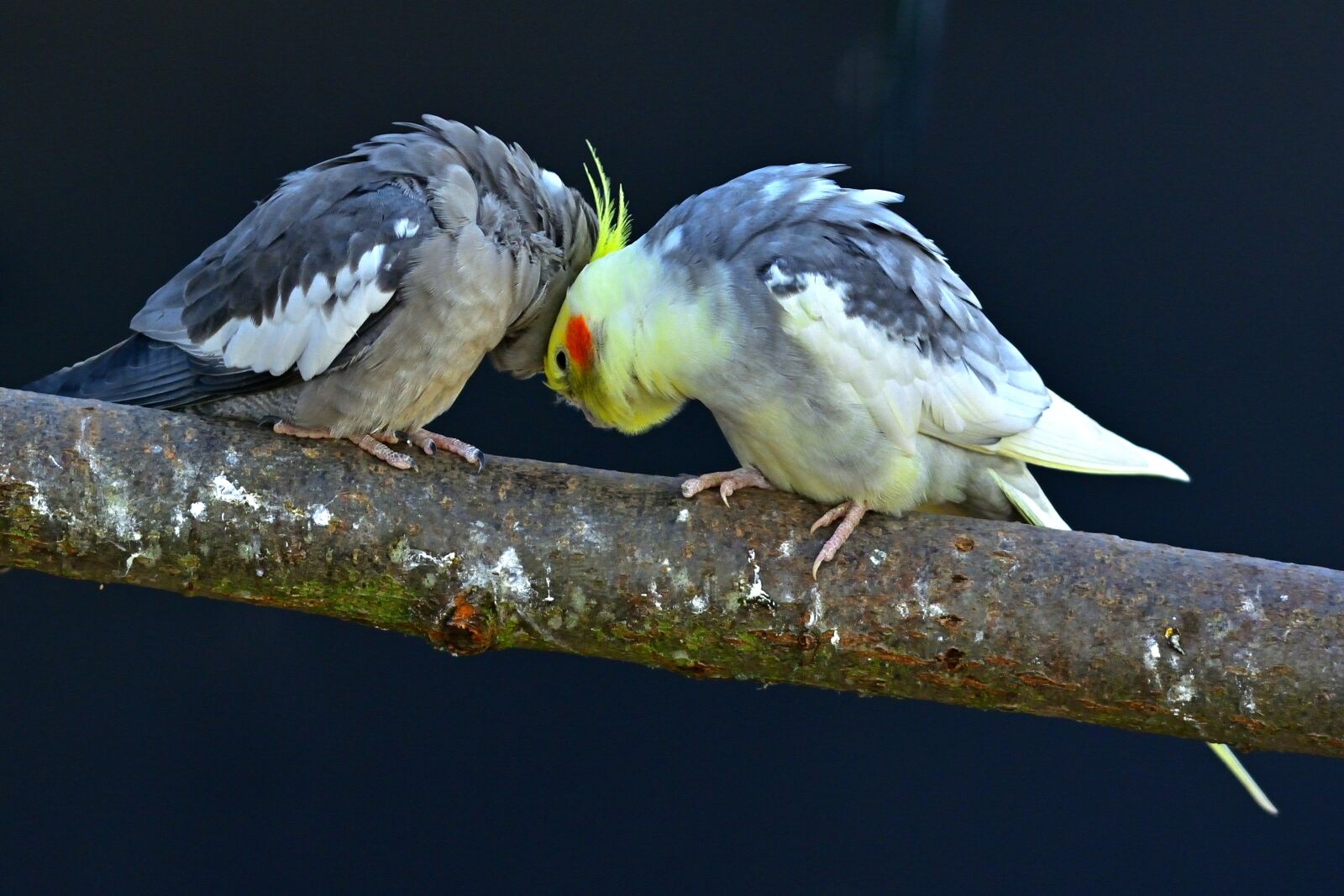 Nikon D5200 sample photo. Animal world, parakeets, bird photography