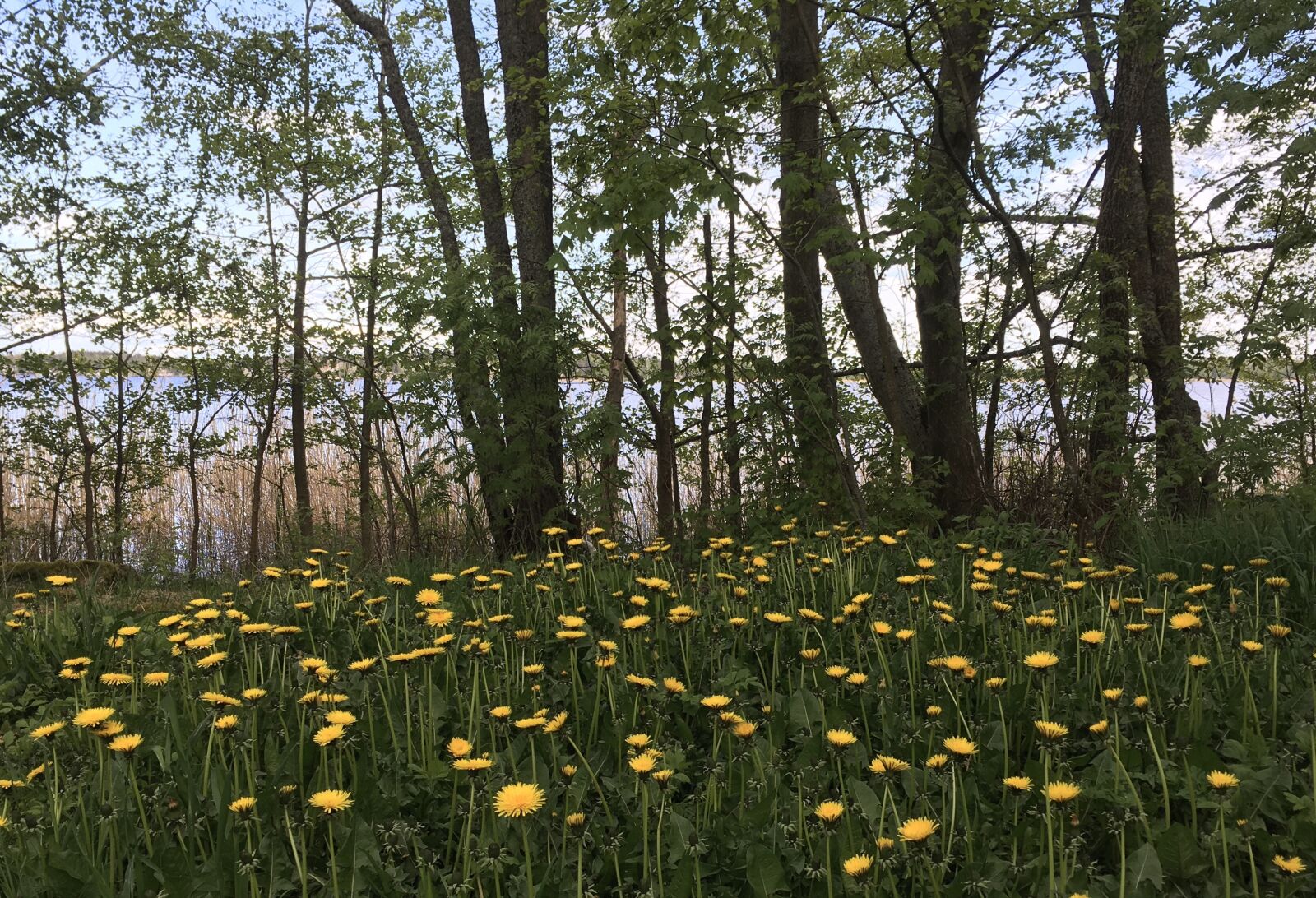 Apple iPhone SE sample photo. Nature, forest, dandelions photography