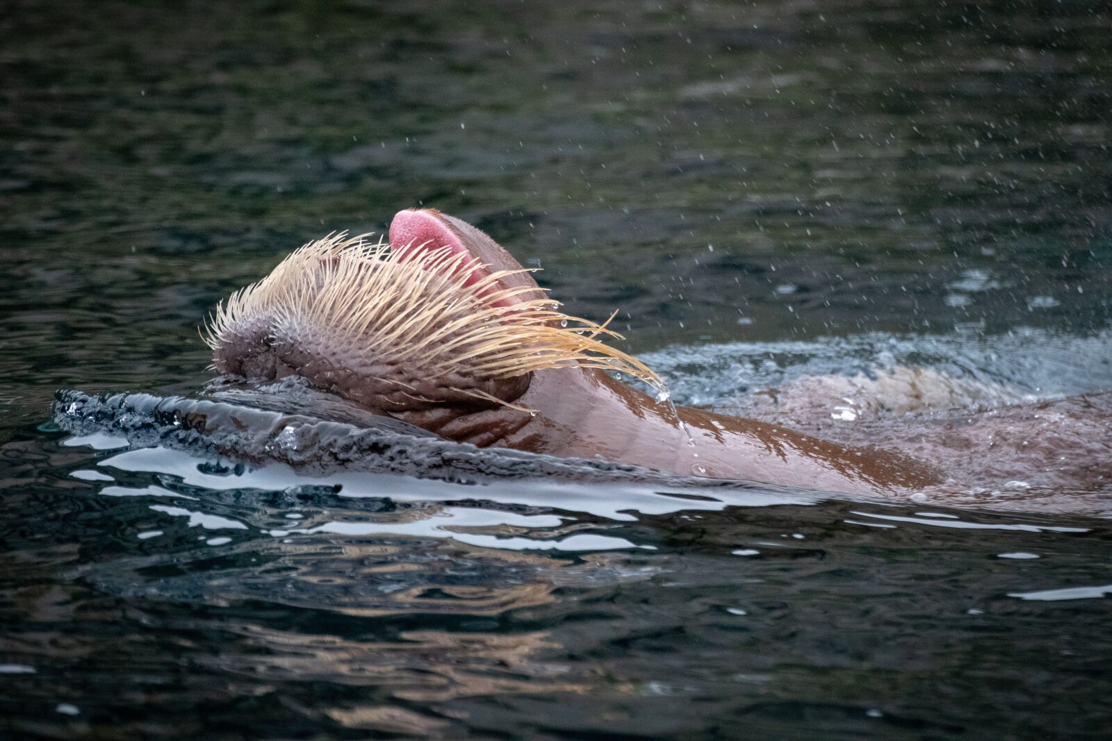 Canon EOS 200D (EOS Rebel SL2 / EOS Kiss X9) sample photo. Walrus, water, animal photography