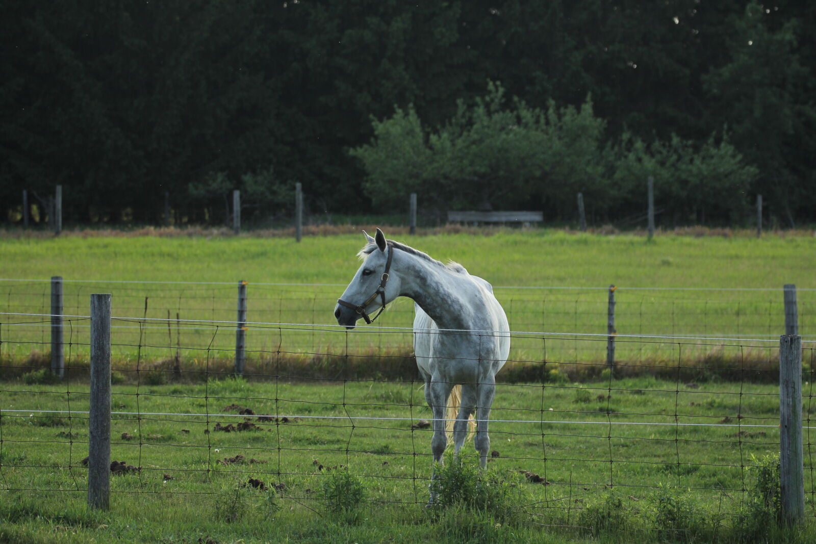 Canon EOS 60D + Canon EF 70-300mm F4-5.6L IS USM sample photo. Horse, field, fence, summer photography