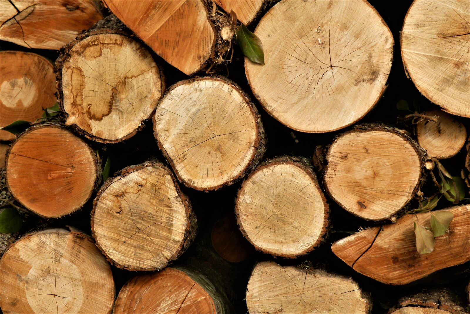 Panasonic Lumix DMC-FZ100 sample photo. Firewood, tree, wood photography