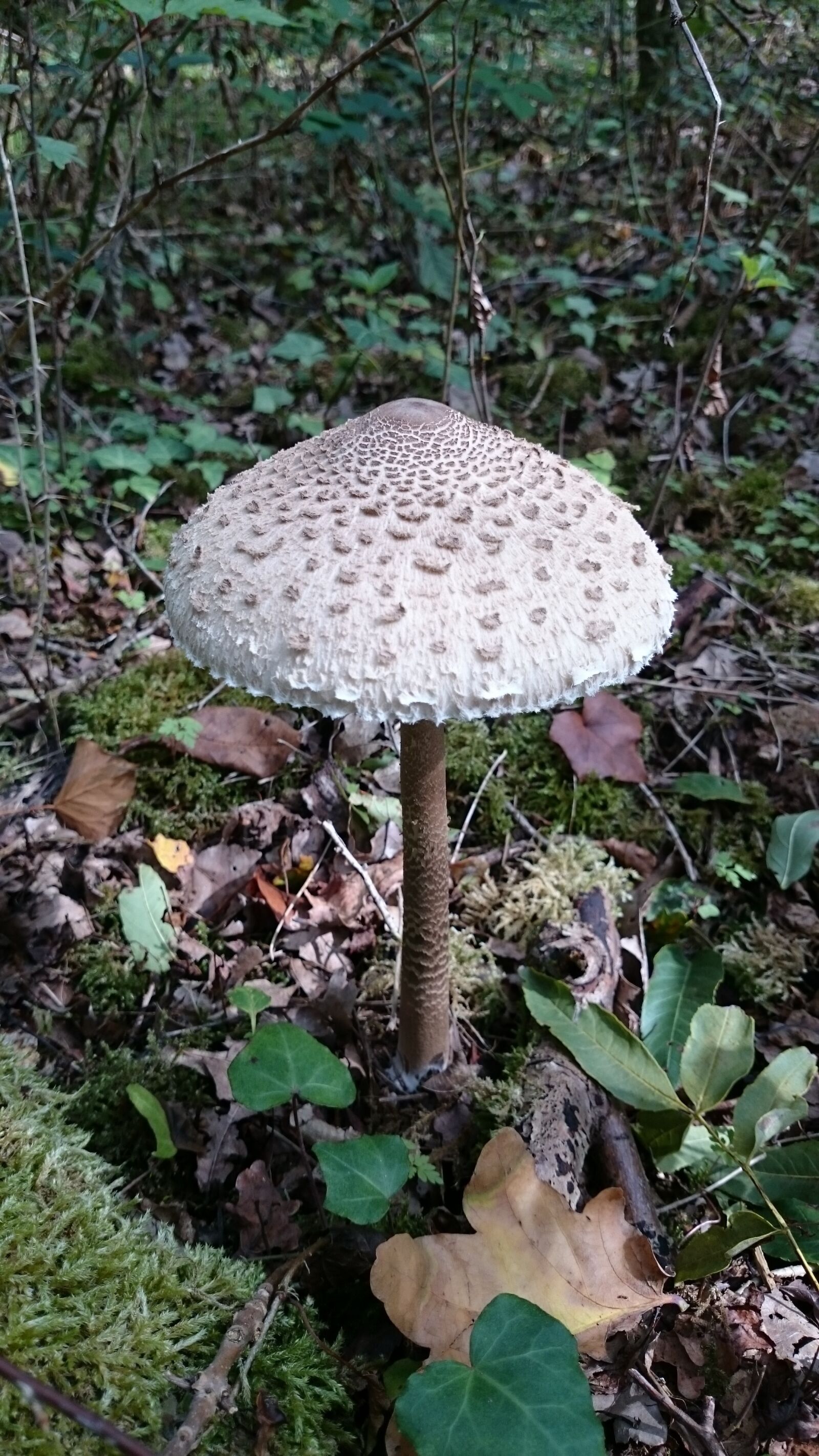 Sony Xperia Z1 sample photo. Fungus, forest, fall photography