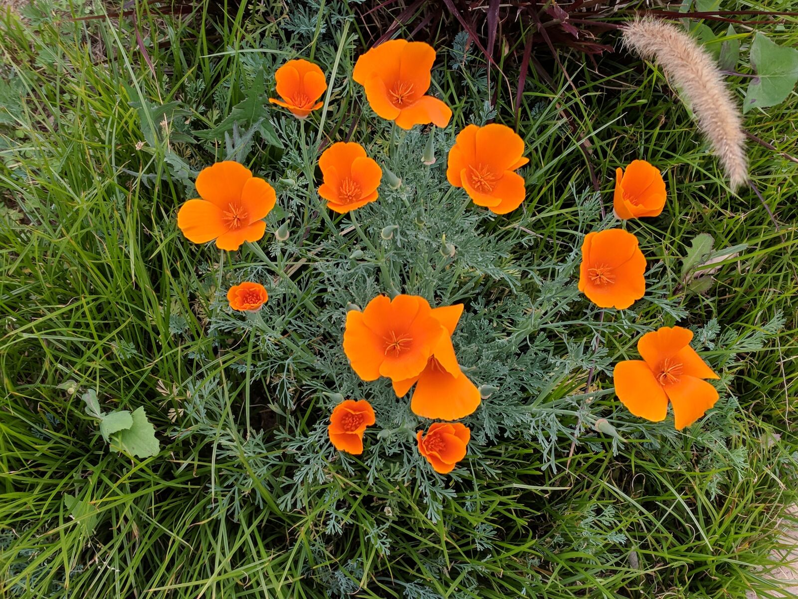 Google Pixel sample photo. Flower, flora, grass photography