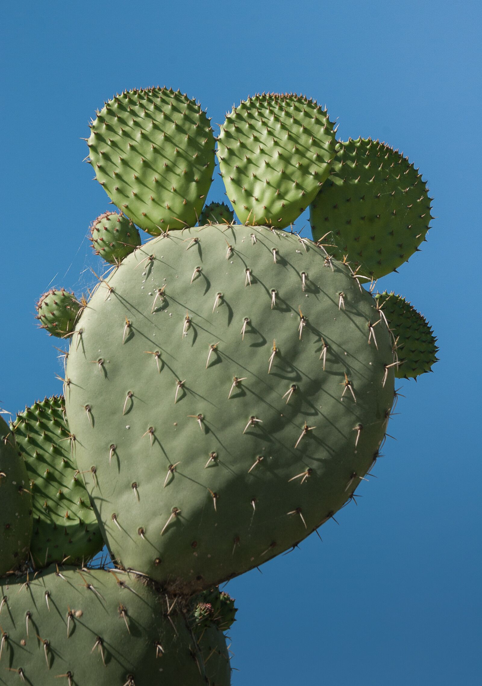 Pentax K10D sample photo. Cactus, quills, thorns photography
