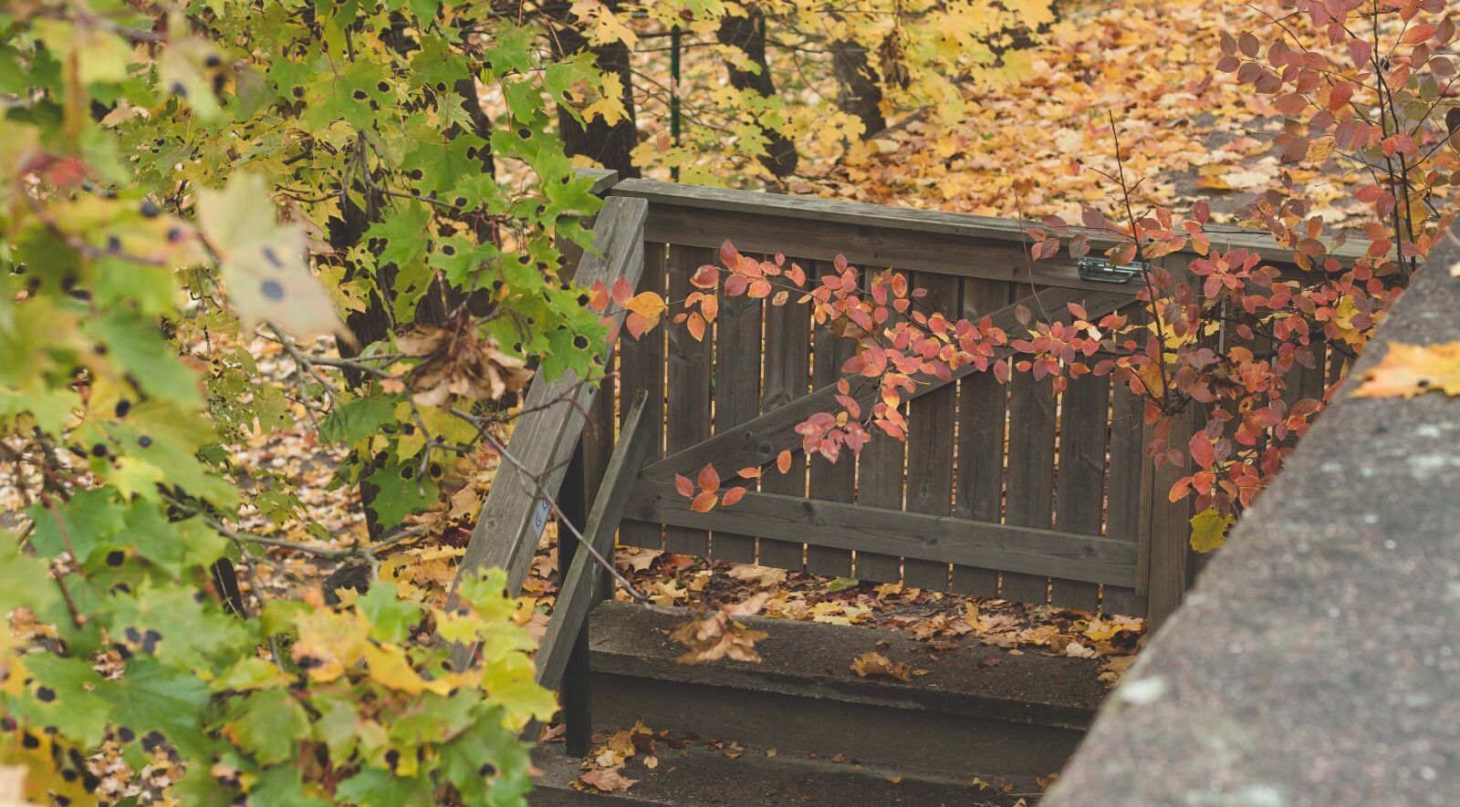 Canon EOS 700D (EOS Rebel T5i / EOS Kiss X7i) + Canon EF 50mm F1.8 STM sample photo. Fence, gate, autumn photography