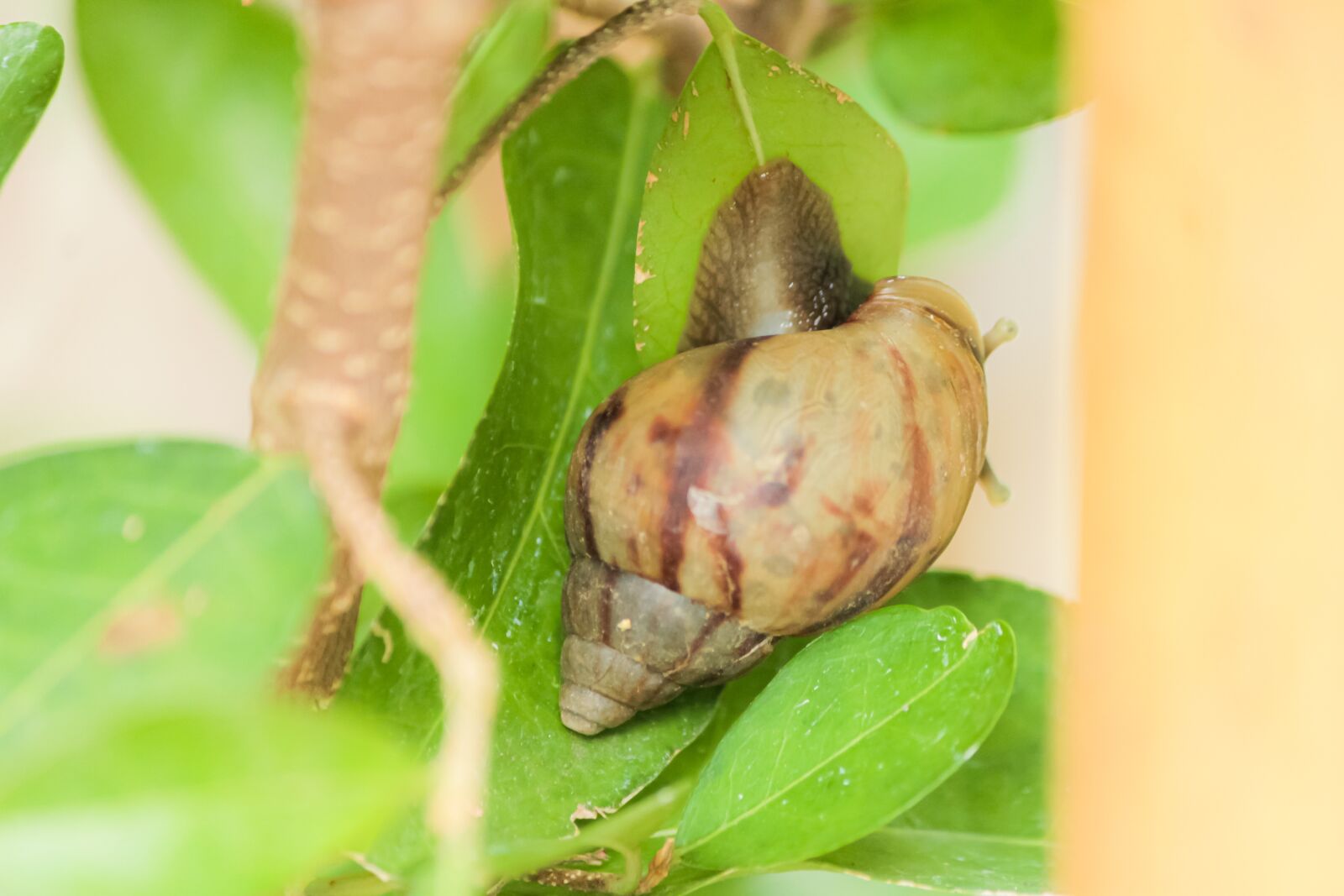 Canon EF-S 55-250mm F4-5.6 IS sample photo. Garden, food, spiral photography