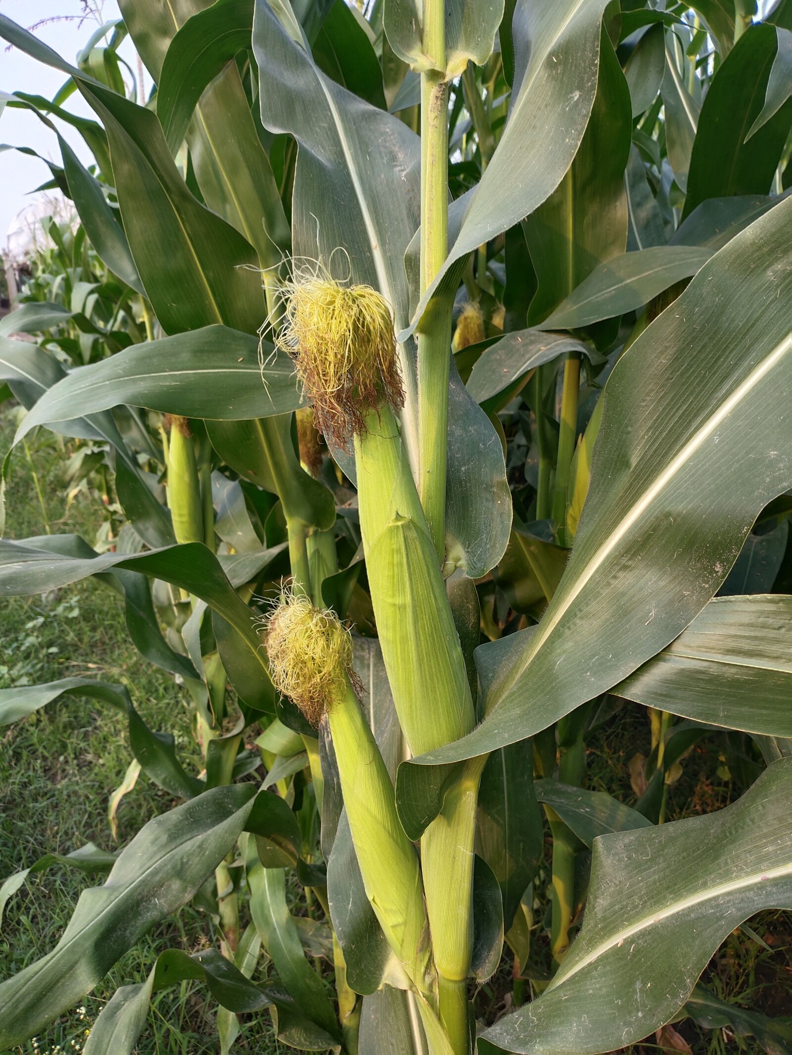 vivo 1951 sample photo. Maize fruits, maize plants photography