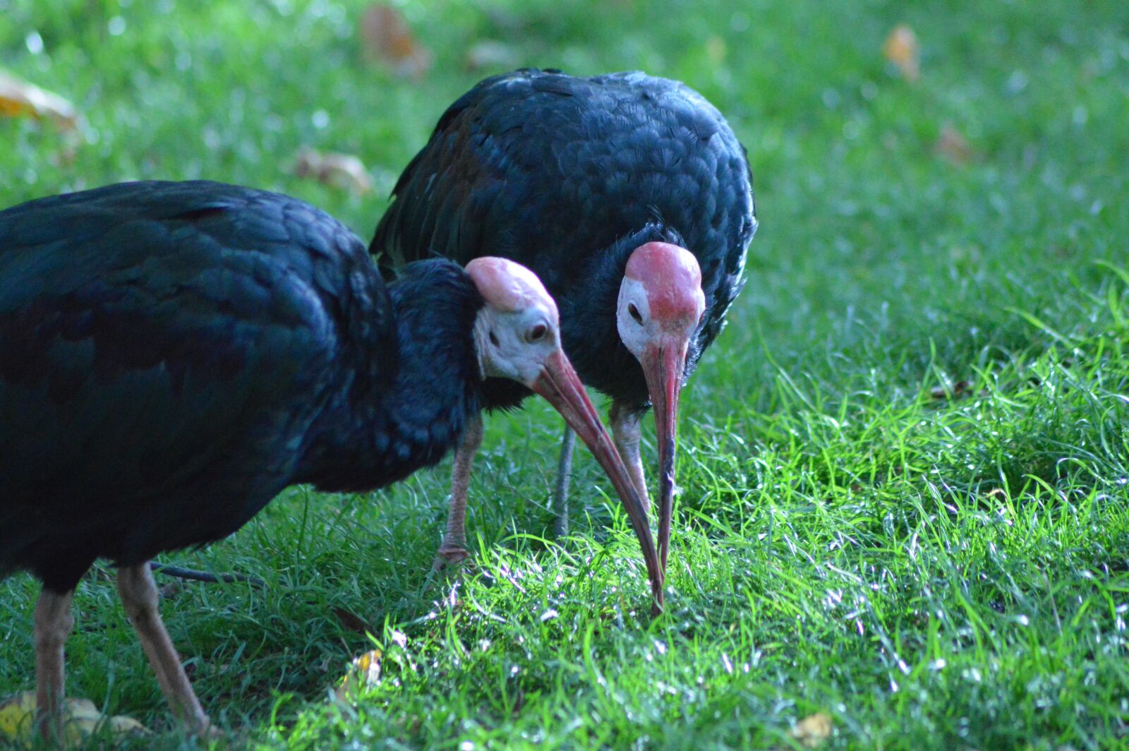 Nikon D3200 sample photo. Bird, ibis cape, black photography