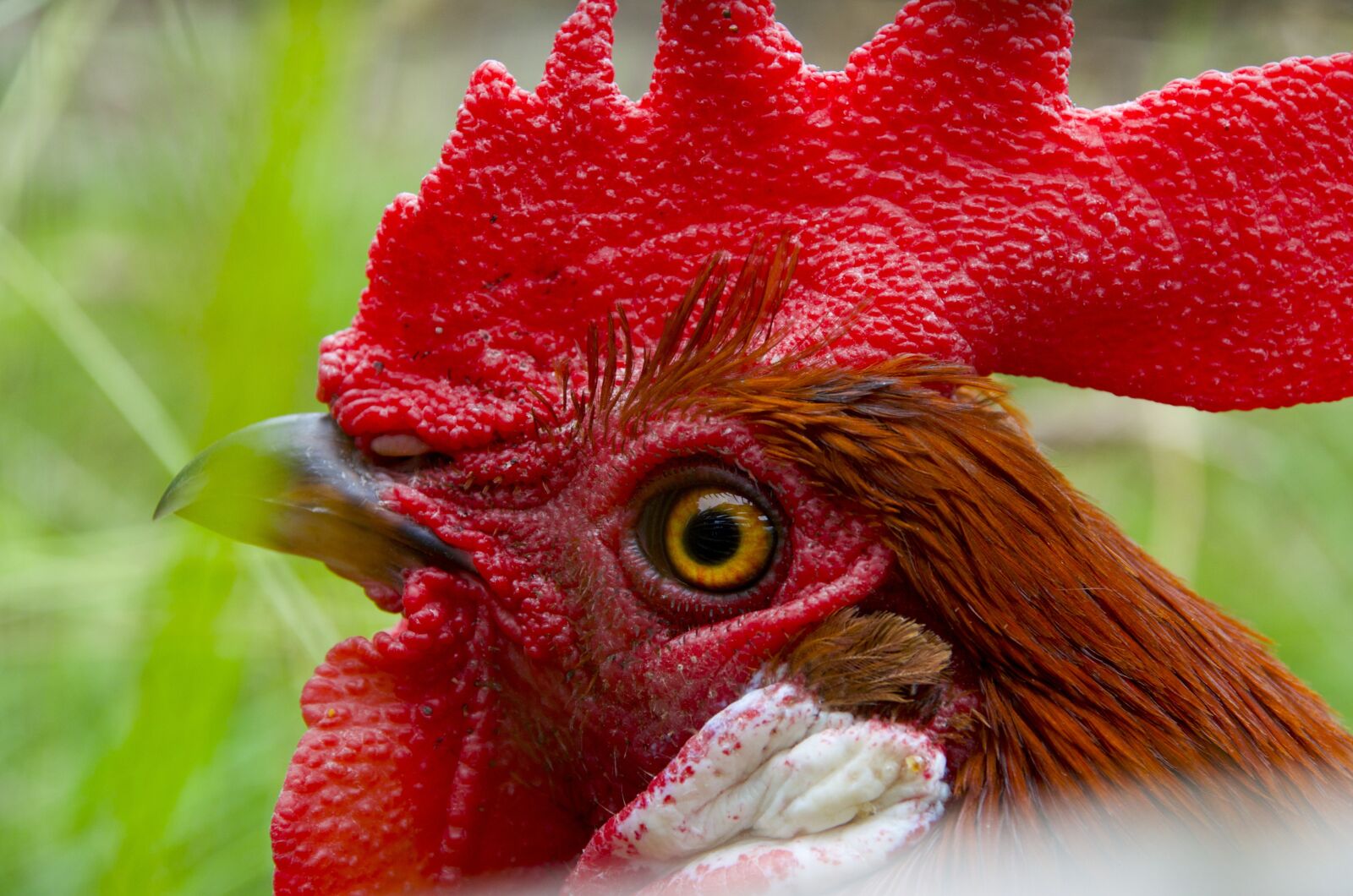 Nikon D5100 sample photo. Hahn, gockel, poultry photography