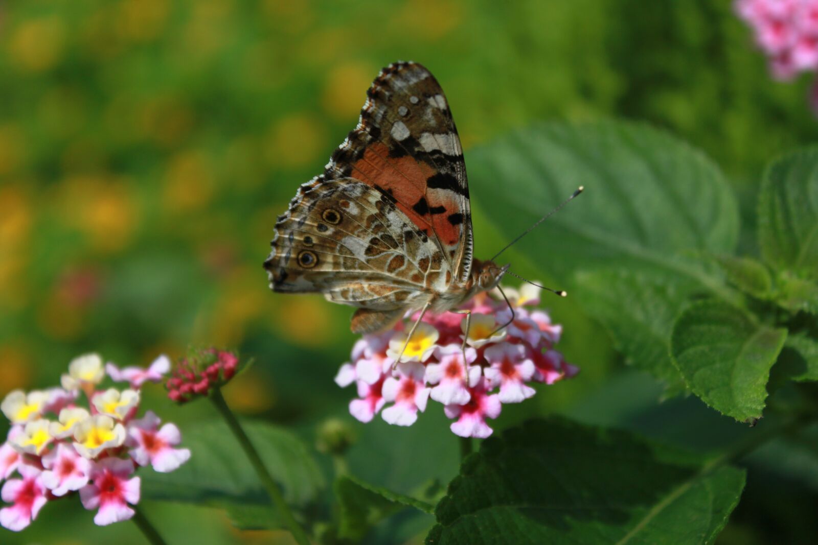 Canon EOS 500D (EOS Rebel T1i / EOS Kiss X3) sample photo. Flowers, butterfly, insects photography