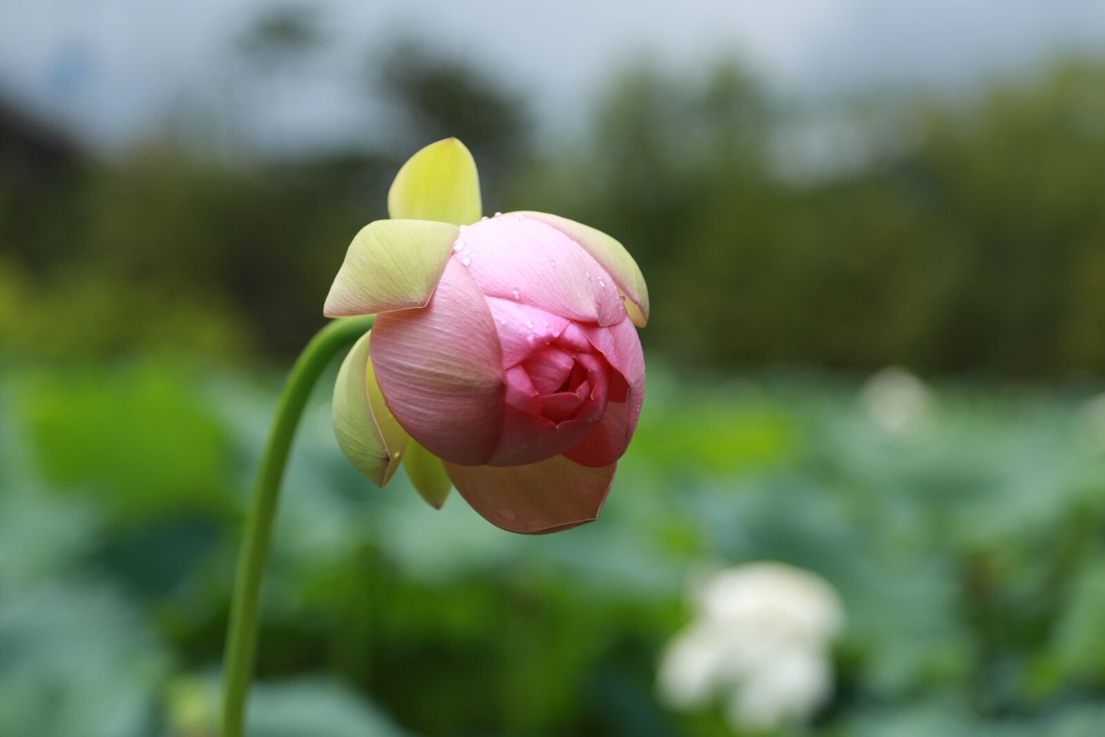 Canon EOS 6D + Canon EF 24-105mm F4L IS USM sample photo. Kite, lotus, water lilies photography
