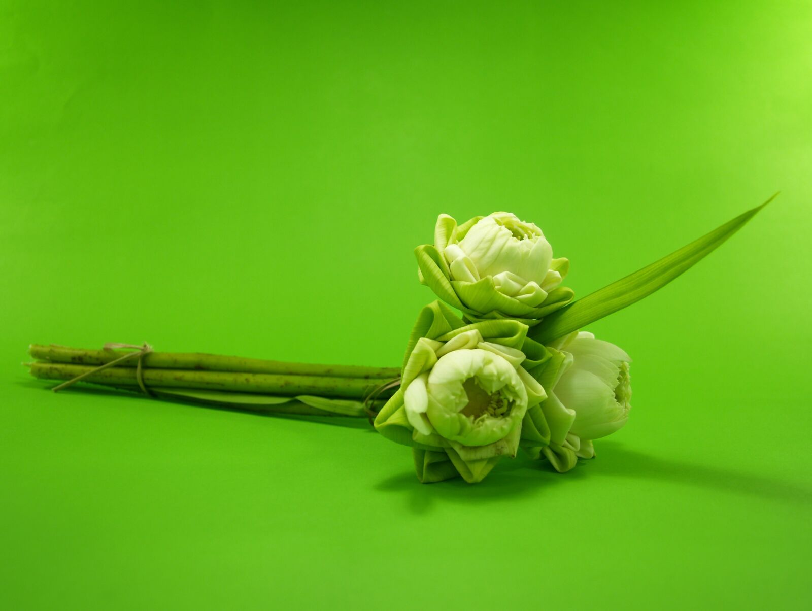 Olympus E-300 (EVOLT E-300) sample photo. White, flower, lotus photography
