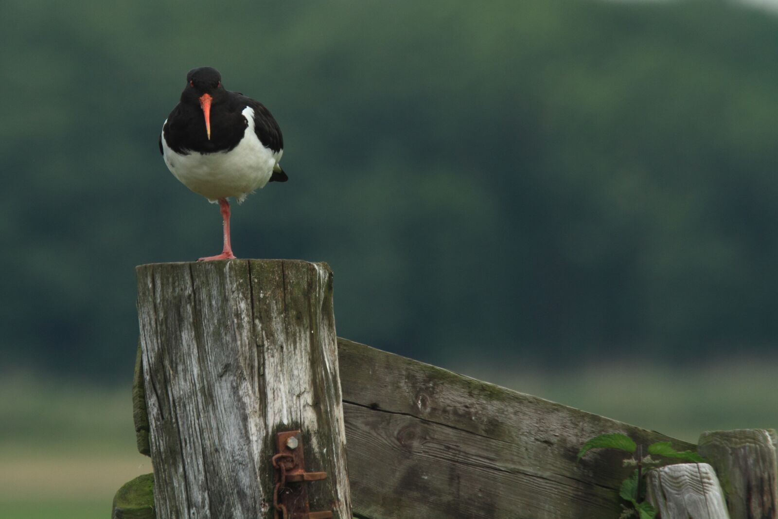 Canon EOS 7D sample photo. Oystercatcher, stilt-walker, meadow bird photography