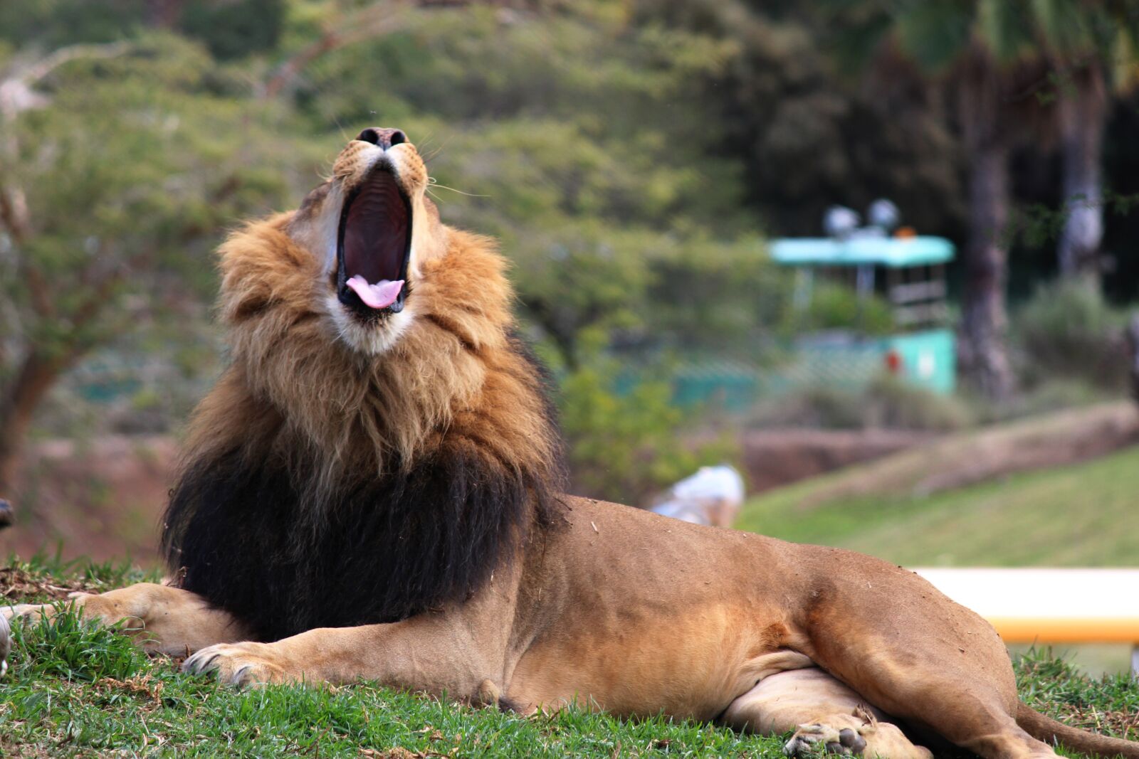 Canon EOS 100D (EOS Rebel SL1 / EOS Kiss X7) + Canon EF-S 55-250mm F4-5.6 IS II sample photo. Lion, animal, wild photography