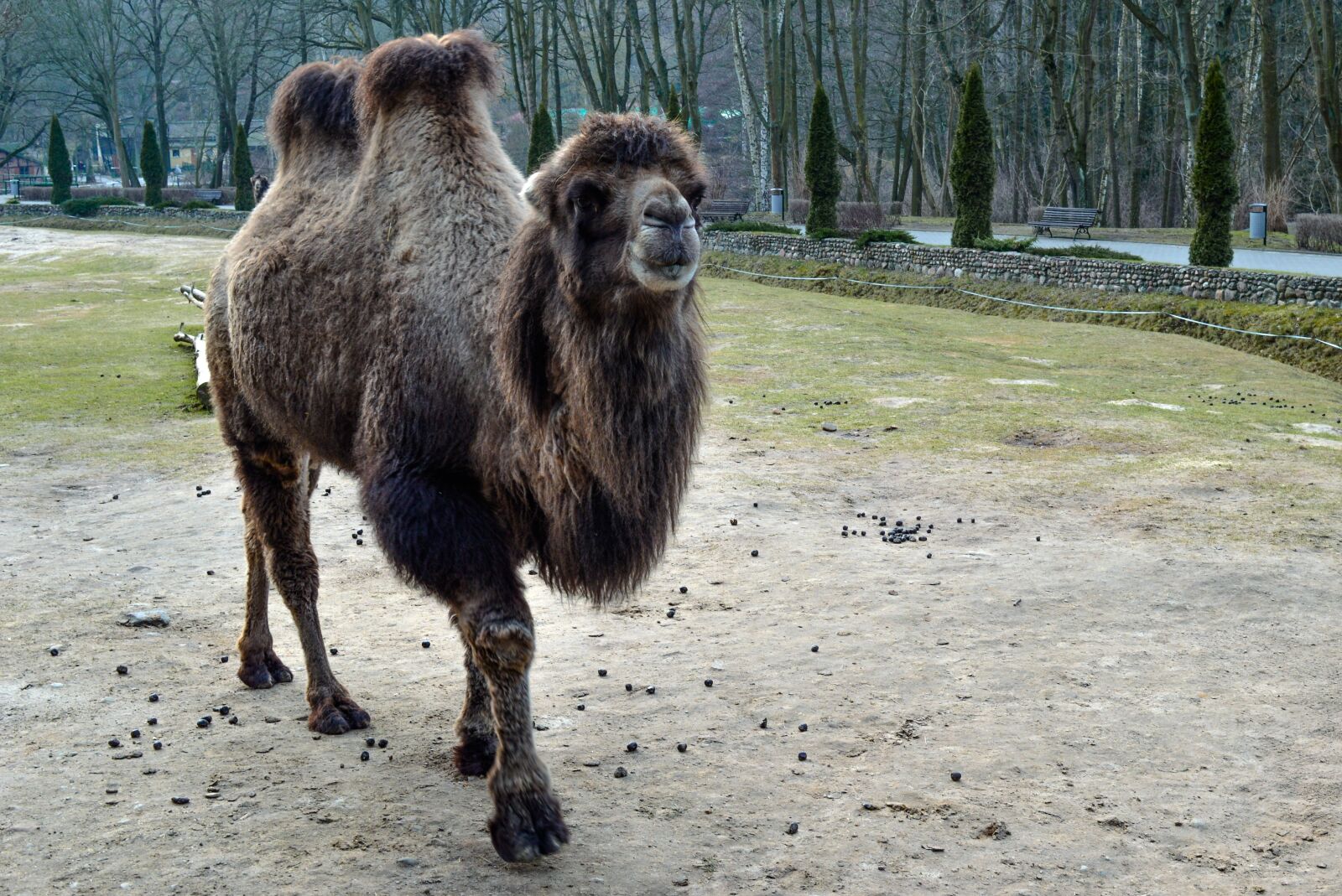 Nikon D3200 sample photo. Camel, animal, zoo photography