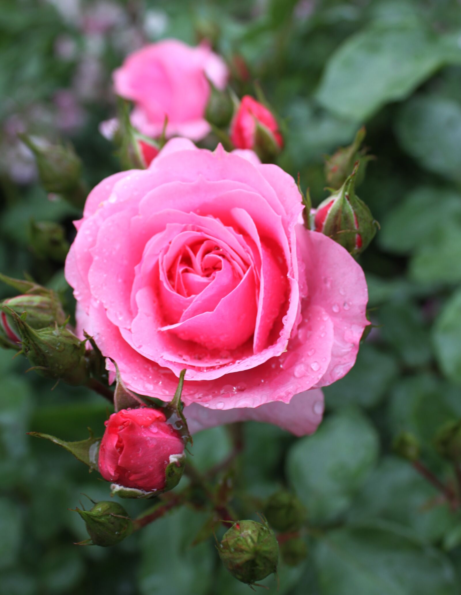 Canon EOS 7D + Canon EF-S 18-55mm F3.5-5.6 IS sample photo. Rose, pink, garden roses photography