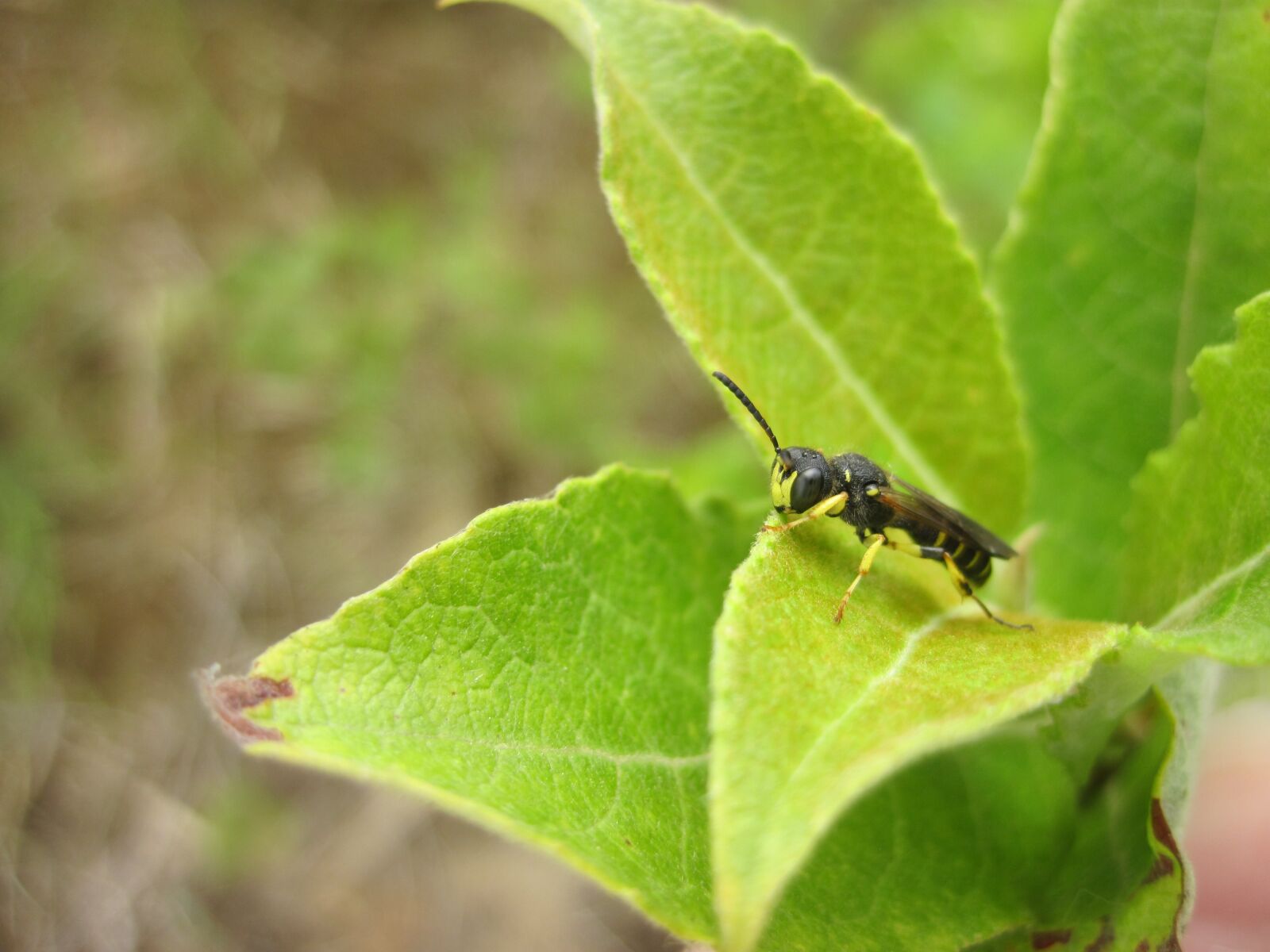 Canon PowerShot D10 sample photo. Insect, leaf, hoverfly photography