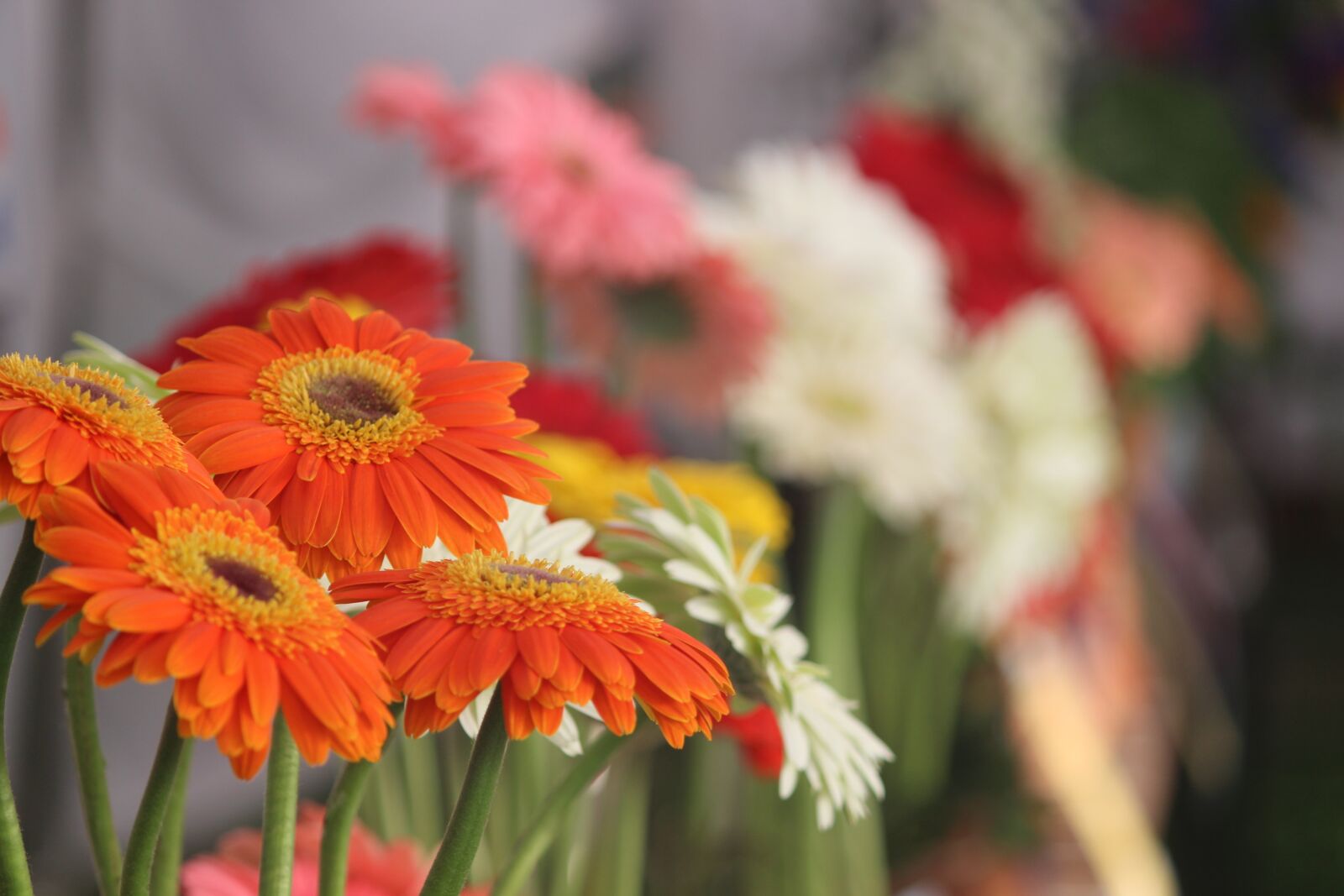 Canon EOS 600D (Rebel EOS T3i / EOS Kiss X5) sample photo. Flowers, chandigarh, rose photography