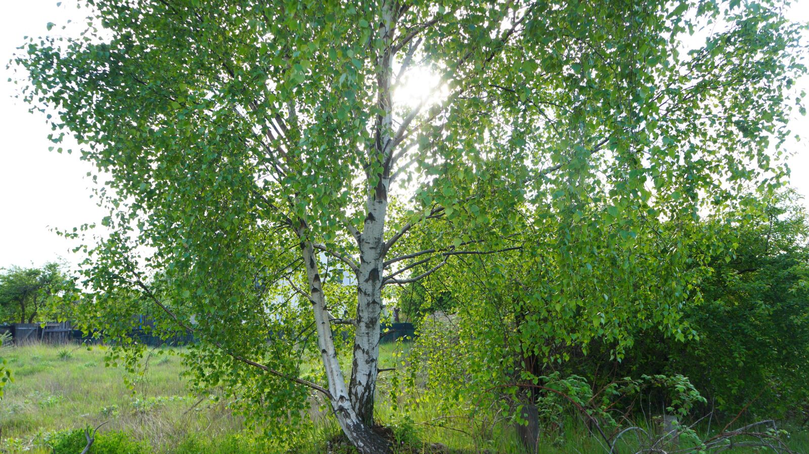 Sony Alpha a3000 sample photo. Nature, plants, tree photography