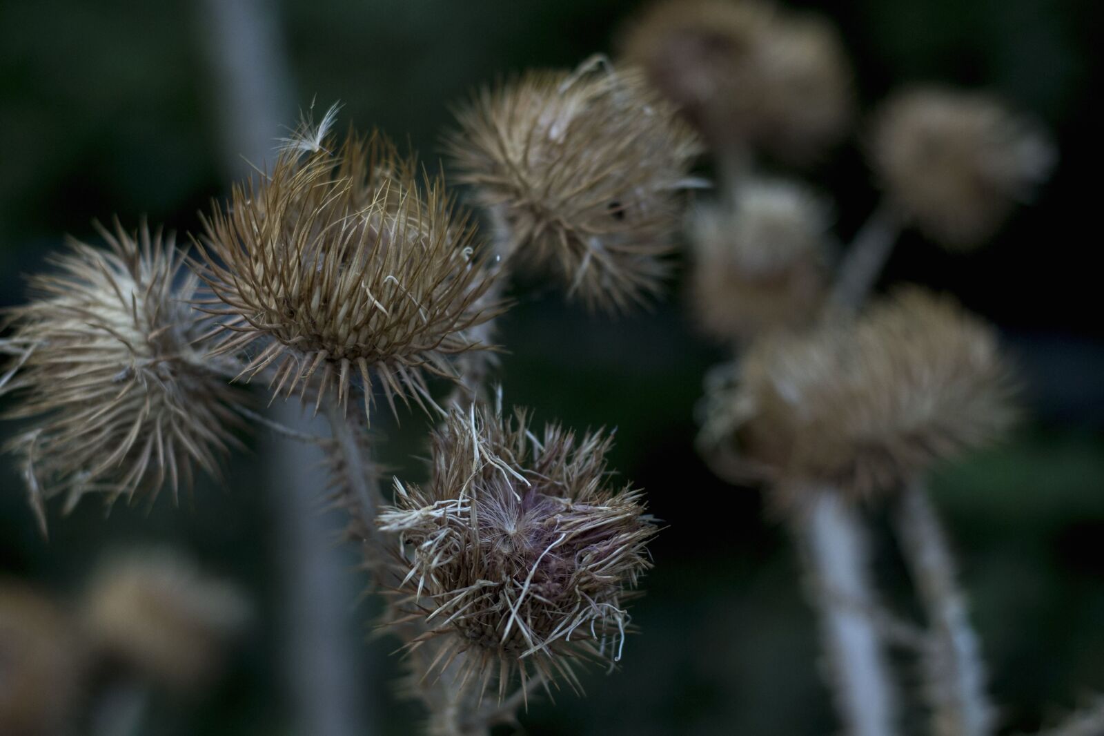 Nikon D3100 sample photo. Thistle, plant, weeds, meadow photography