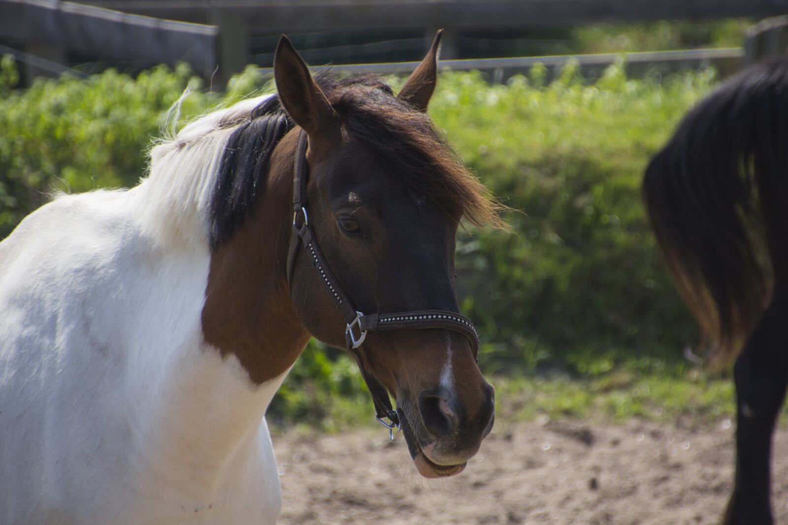 Canon EOS 60D sample photo. Horse, head, animal photography