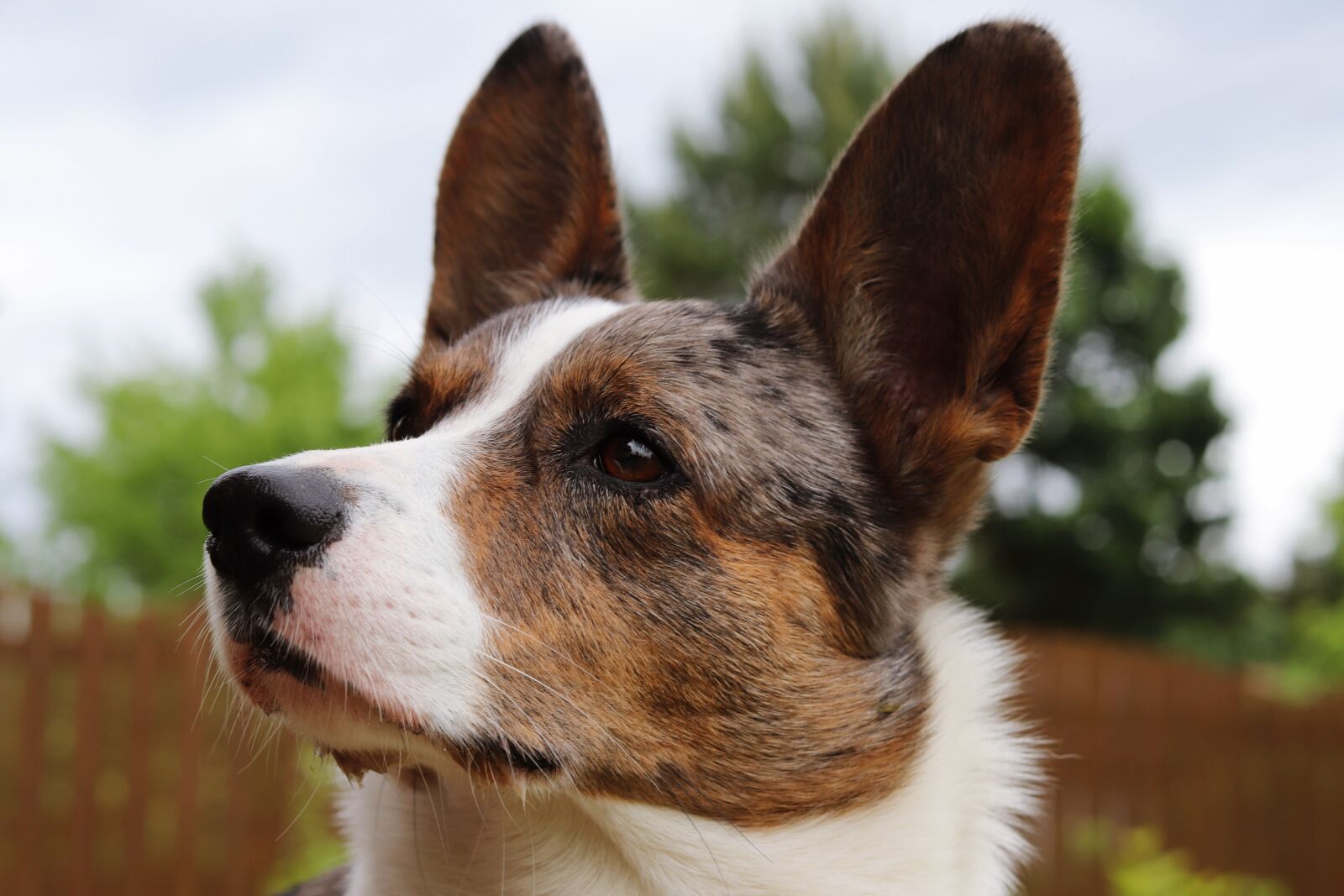 Canon EOS 200D (EOS Rebel SL2 / EOS Kiss X9) + Canon EF 50mm F1.8 STM sample photo. Dog, corgi, breed photography