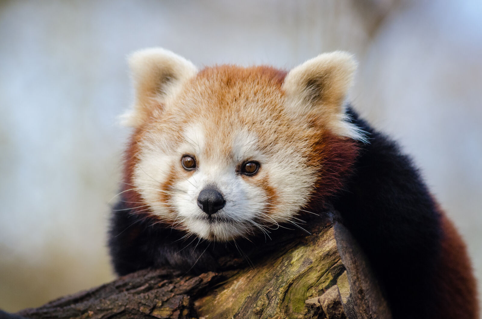 AF Zoom-Nikkor 80-200mm f/2.8 ED sample photo