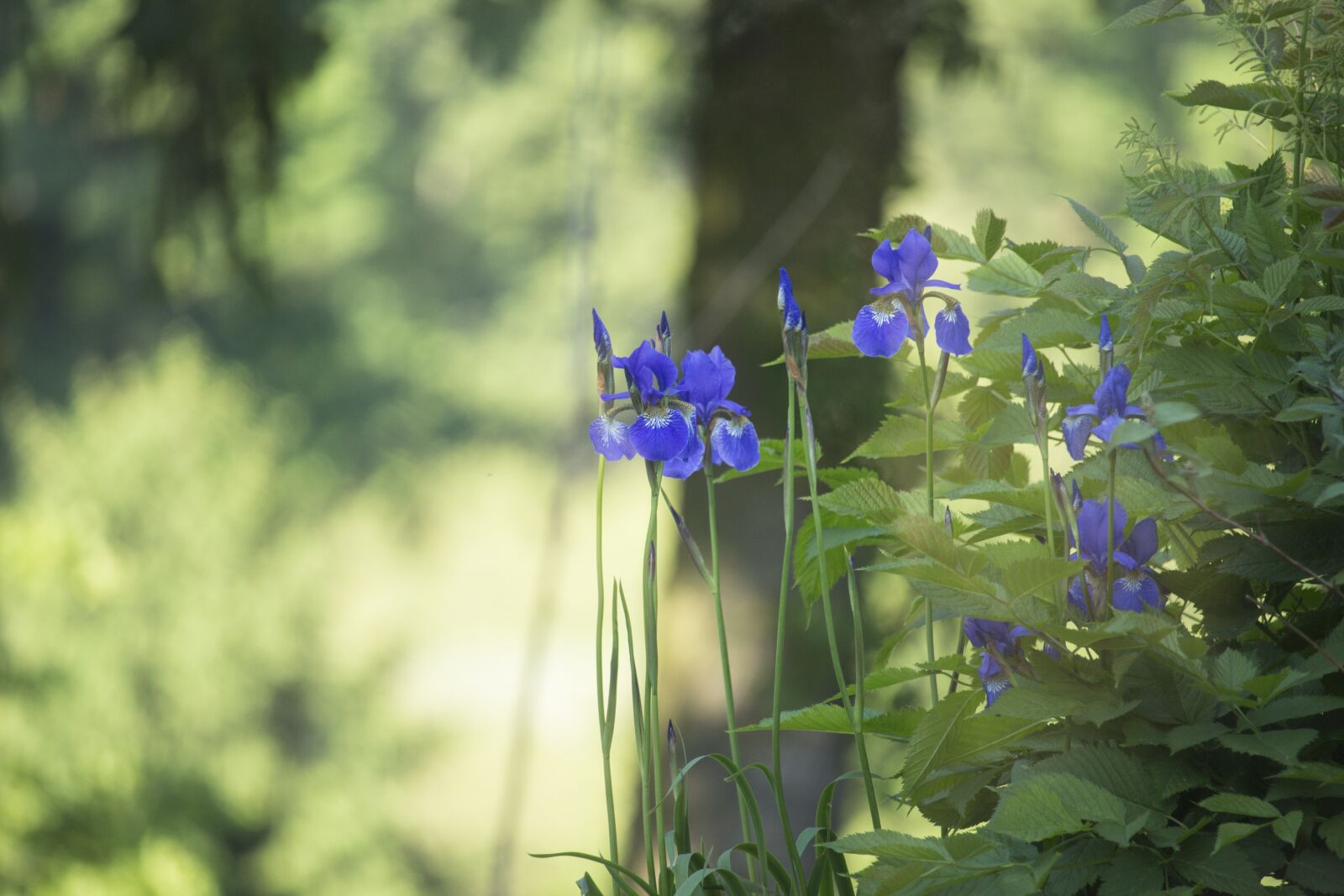 Canon EOS 700D (EOS Rebel T5i / EOS Kiss X7i) sample photo. Irises, blue, flowers photography