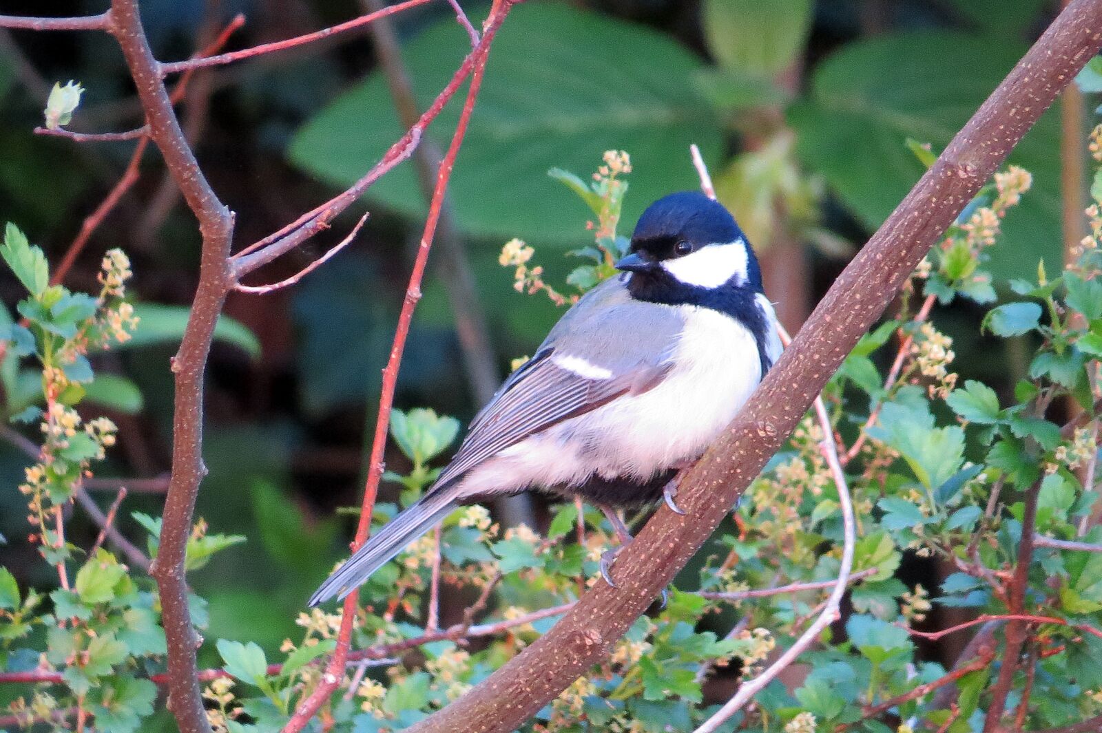 Canon PowerShot SX50 HS sample photo. My, bird, songbird photography