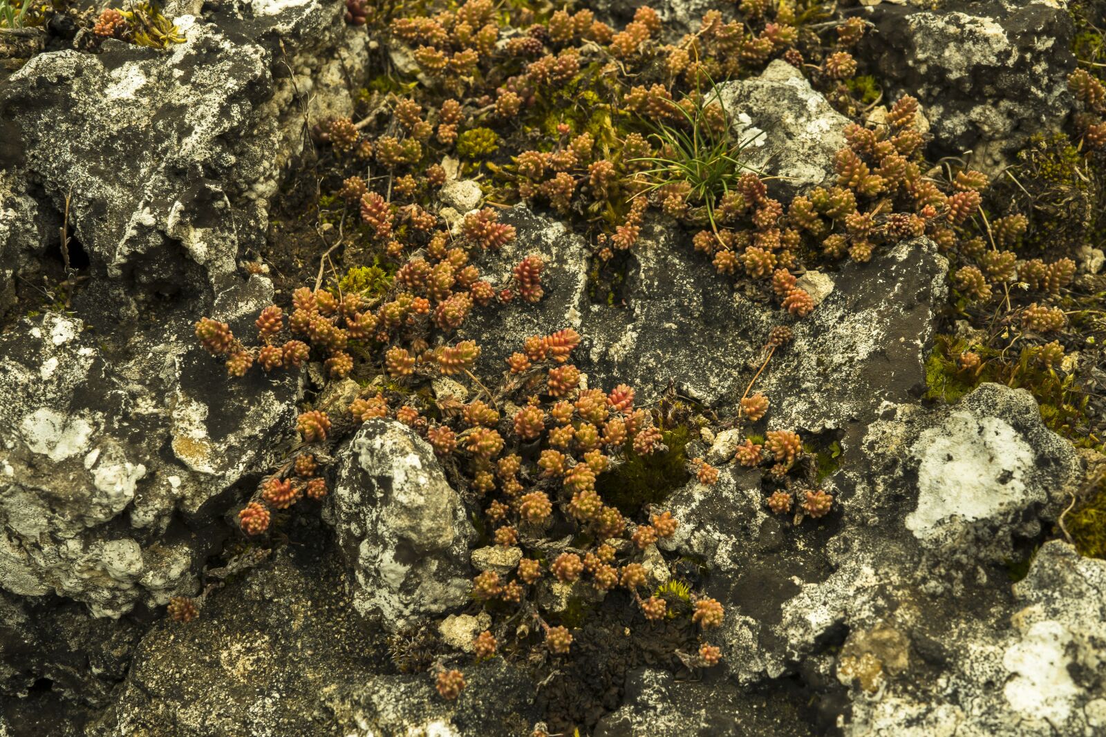 Sony a6300 + Sigma 30mm F2.8 EX DN sample photo. Rock, fouling, stone photography