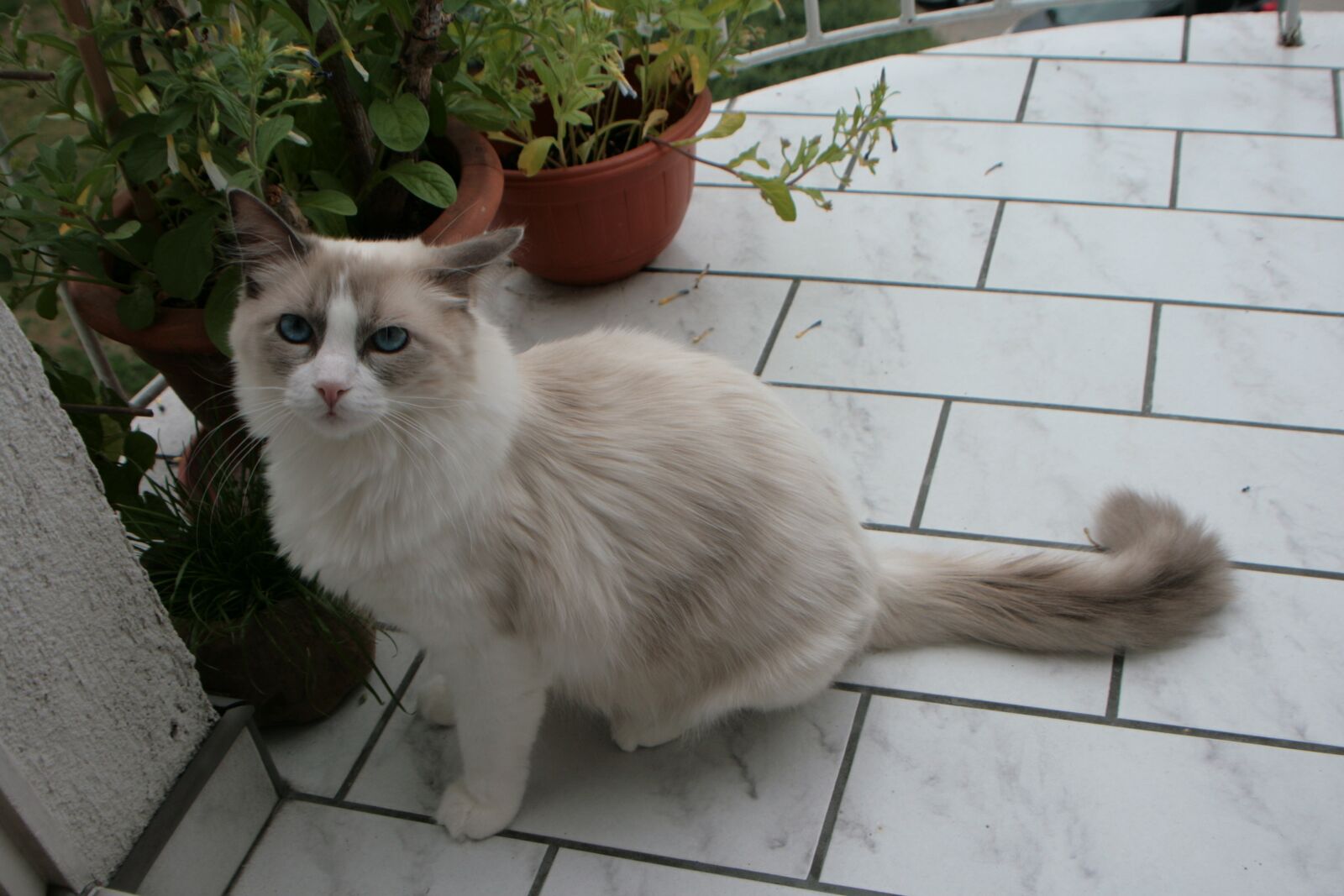 Canon EOS 400D (EOS Digital Rebel XTi / EOS Kiss Digital X) sample photo. Cat, ragdoll, cat on photography