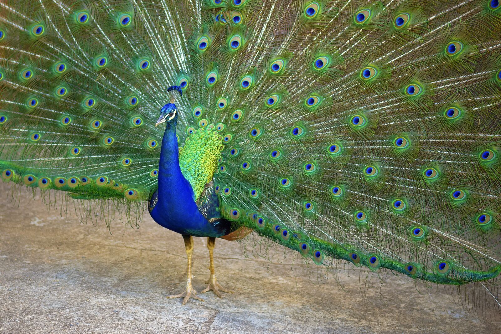 Canon EOS 1200D (EOS Rebel T5 / EOS Kiss X70 / EOS Hi) sample photo. Peacock, green, blue photography