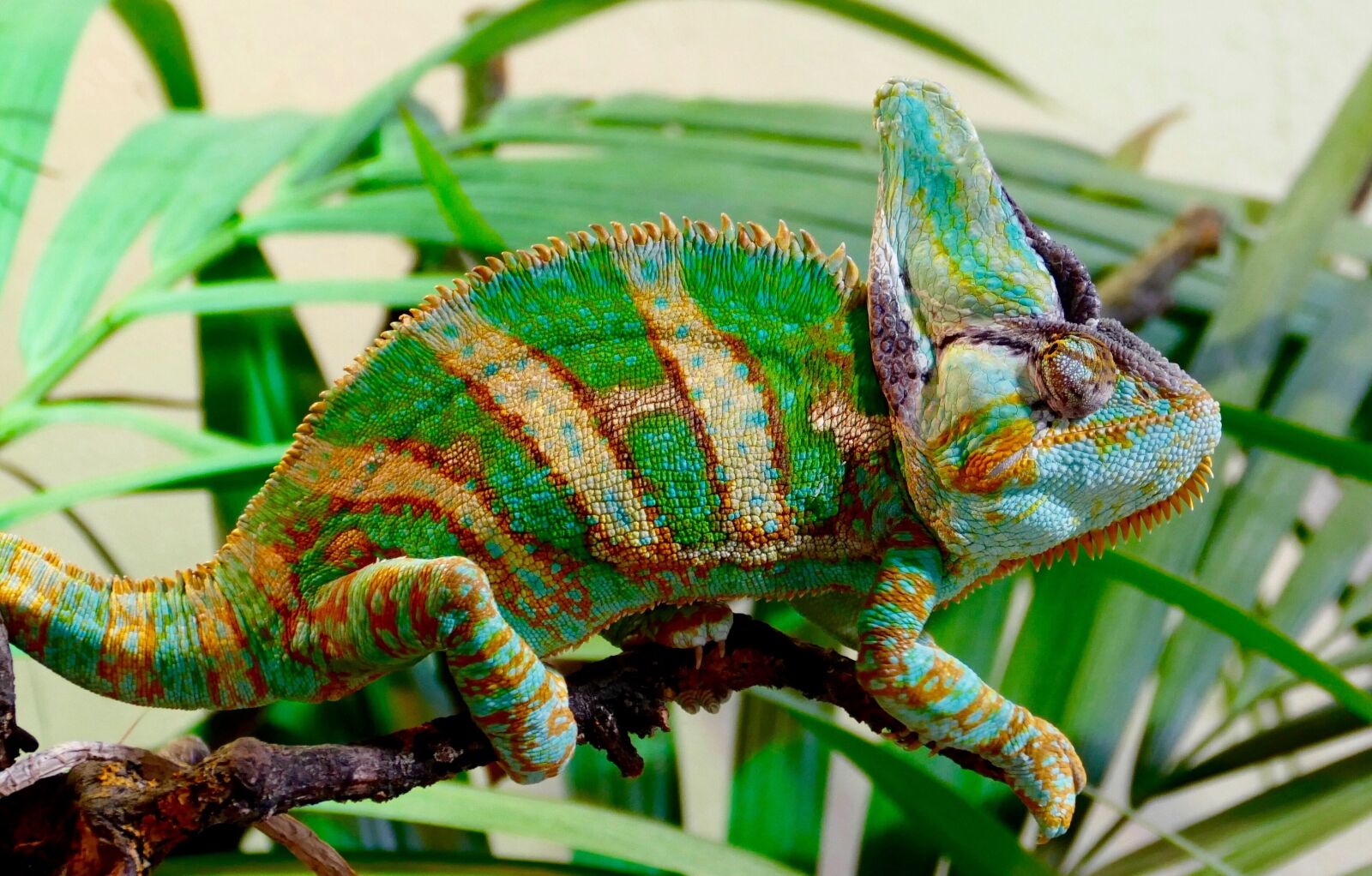Panasonic Lumix DMC-FZ1000 sample photo. Chameleon, reptile, animal photography