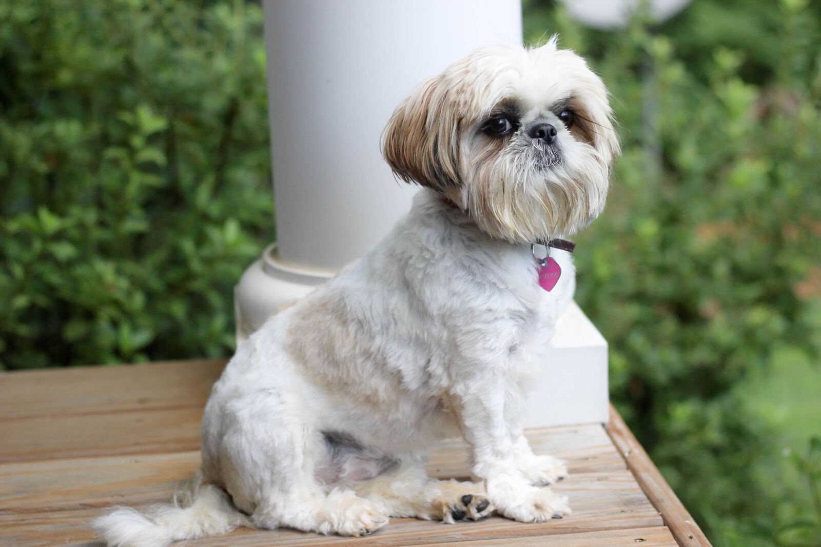 Canon EF 50mm F1.8 STM sample photo. Dog, shih tzu, porch photography