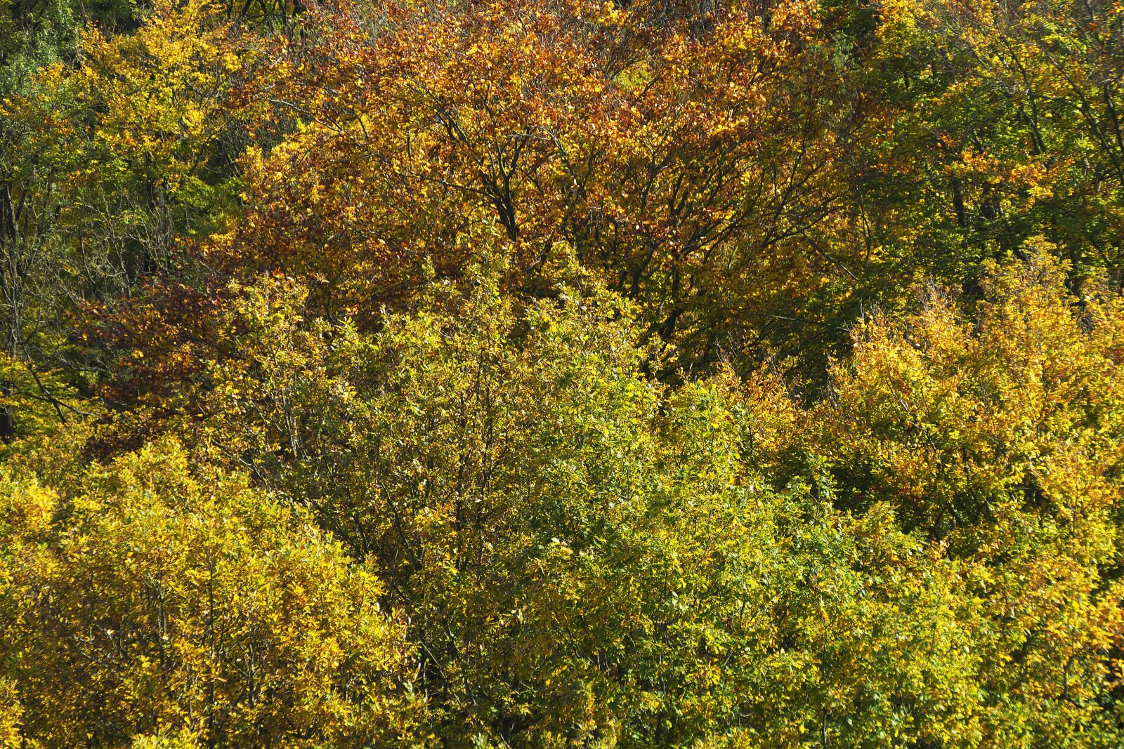 Panasonic Lumix DMC-FZ1000 sample photo. Autumn forest, indian summer photography