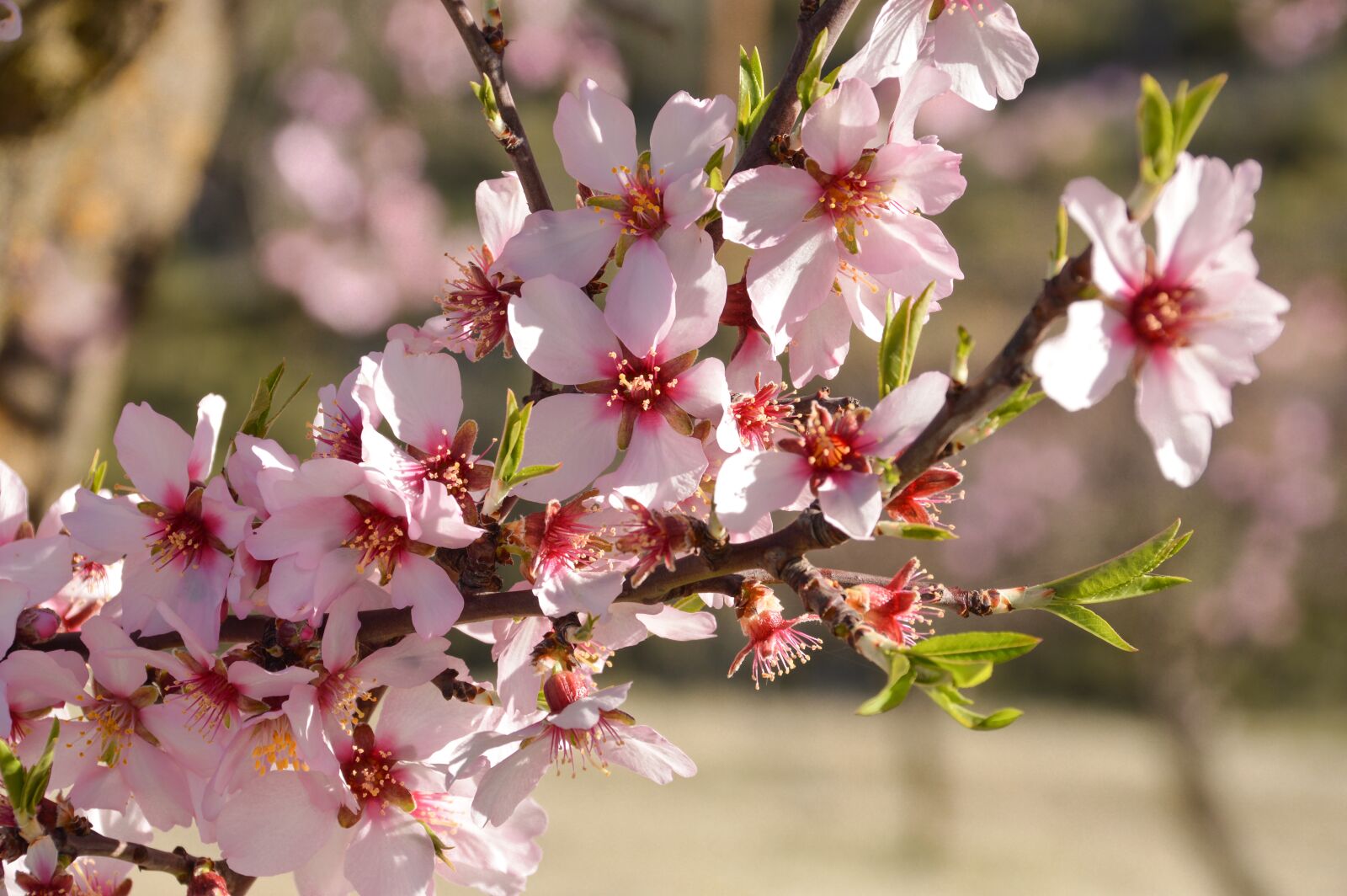 Nikon D3200 sample photo. Almond, blossom, tree photography