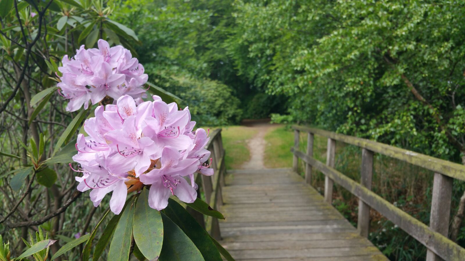 Samsung Galaxy Note4 sample photo. Flower, spring, flora photography