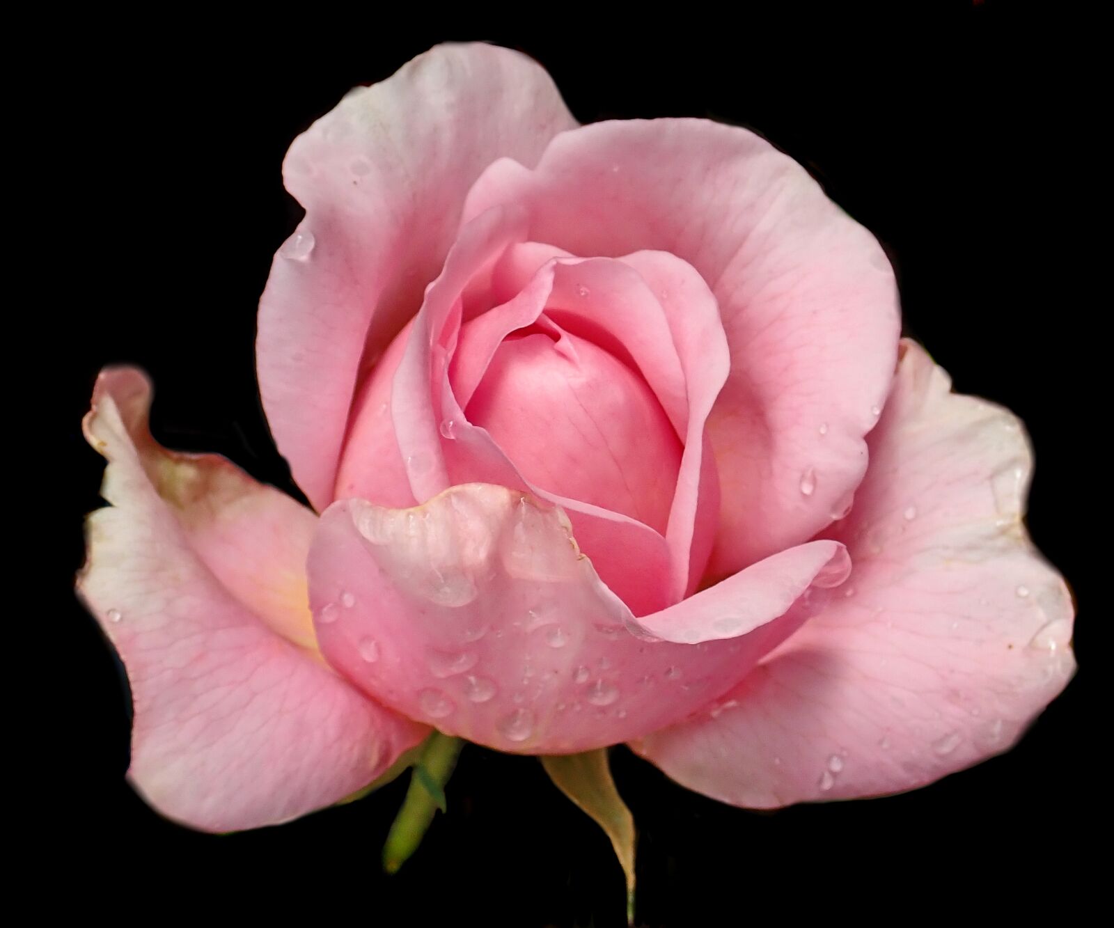 Olympus TG-5 sample photo. Flower, pink, rose photography