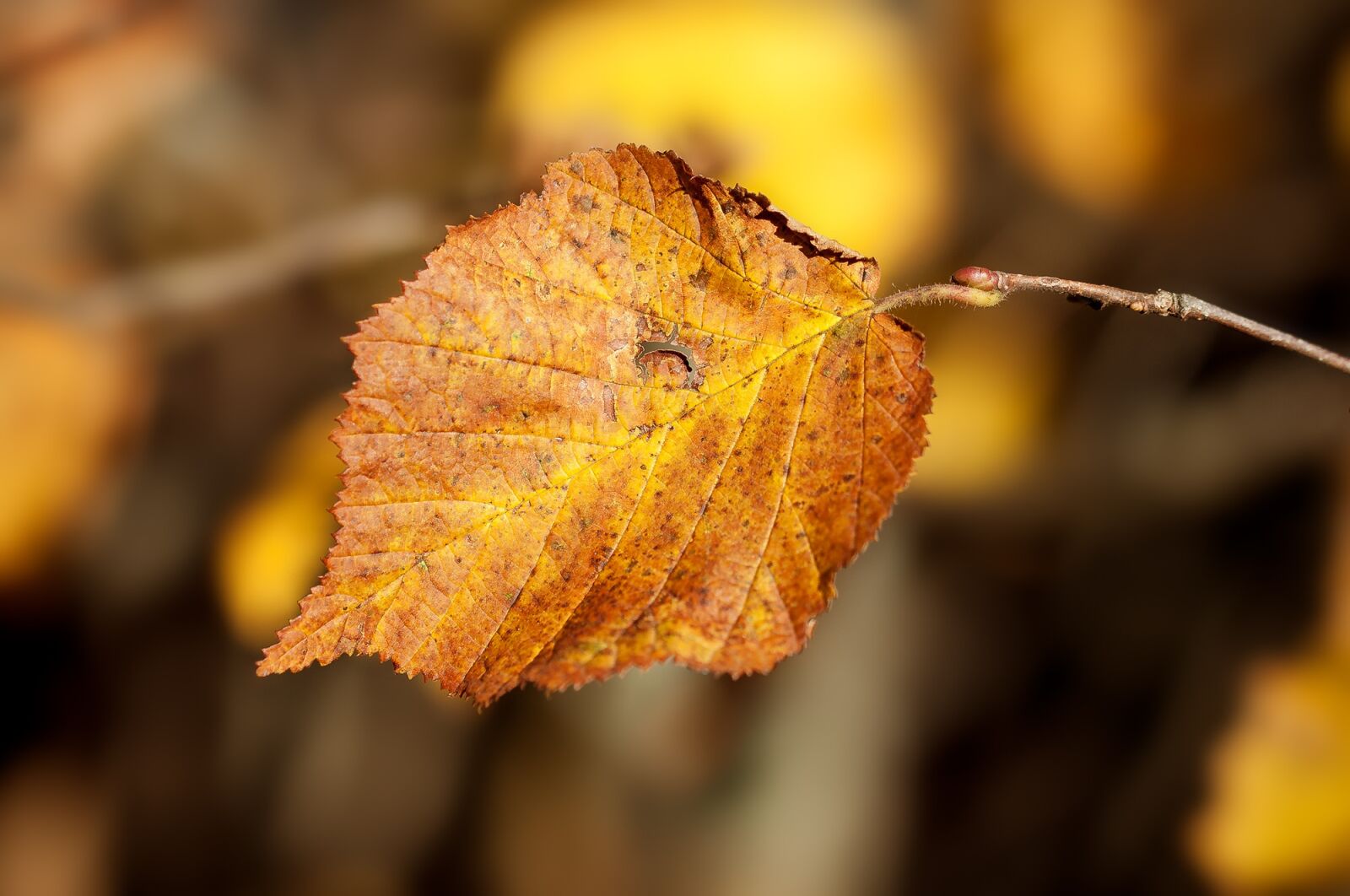 Nikon D90 sample photo. Leaf, autumn leaf, autumn photography