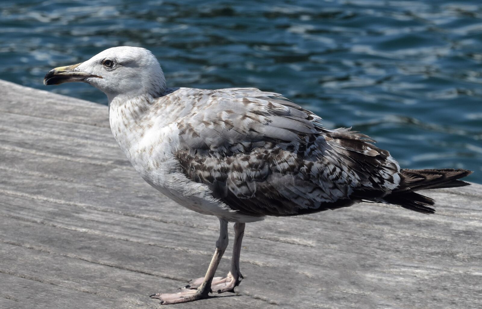 Nikon D5500 sample photo. Gull, seagull, bird photography
