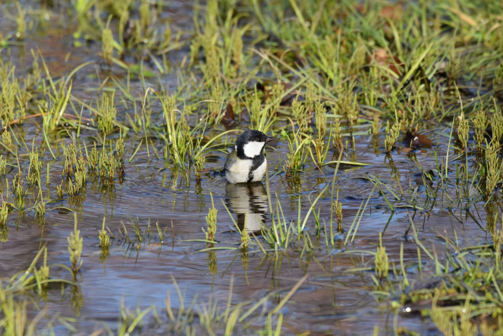 Nikon D7200 sample photo. Animal, grass, water photography