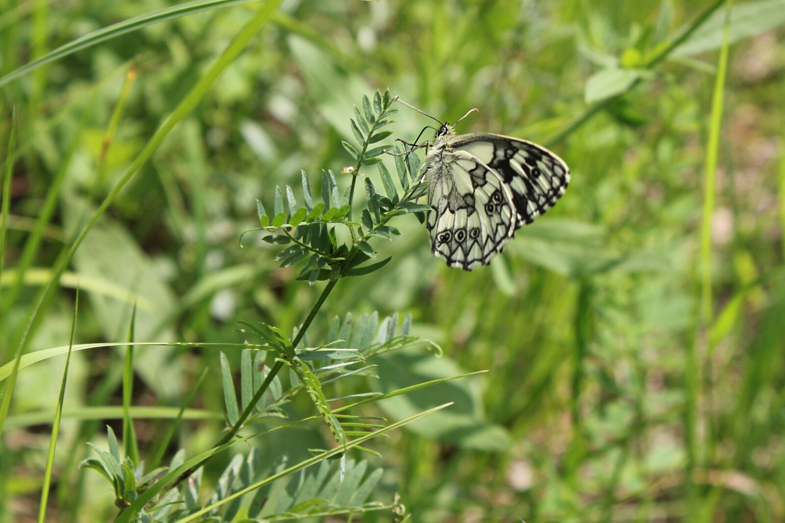Canon EOS 550D (EOS Rebel T2i / EOS Kiss X4) sample photo. Butterfly, insect, nature photography