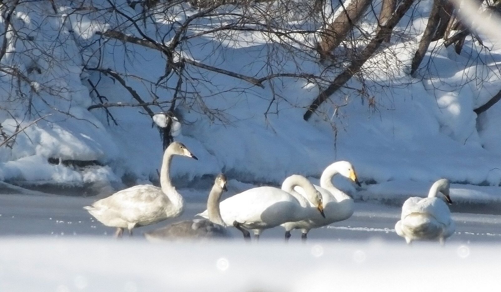 Canon PowerShot SX40 HS sample photo. The wild swans, the photography