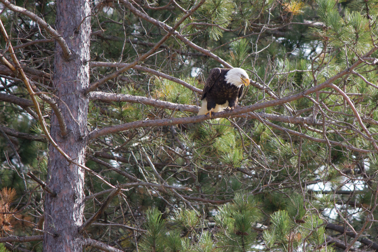 Canon EOS 550D (EOS Rebel T2i / EOS Kiss X4) sample photo. America, bird, bird, of photography