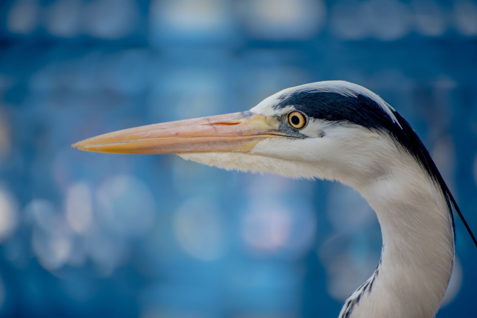 Nikon D750 sample photo. Bird, heron, beak photography