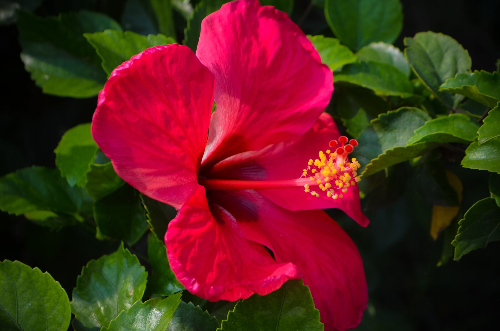 Nikon D5100 sample photo. Red flower, flower, garden photography