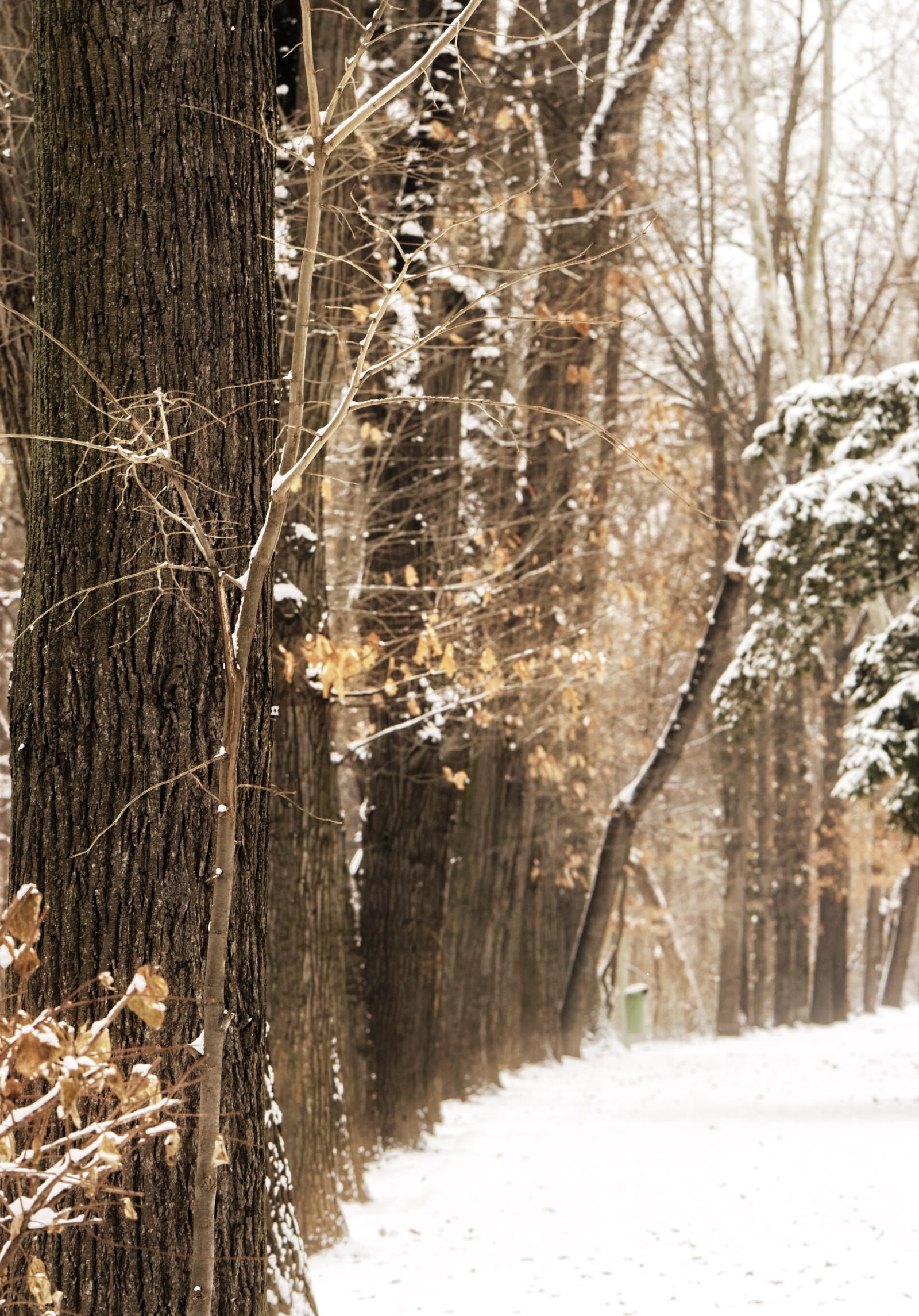 Nikon D5300 sample photo. Landscape, winter, nature photography