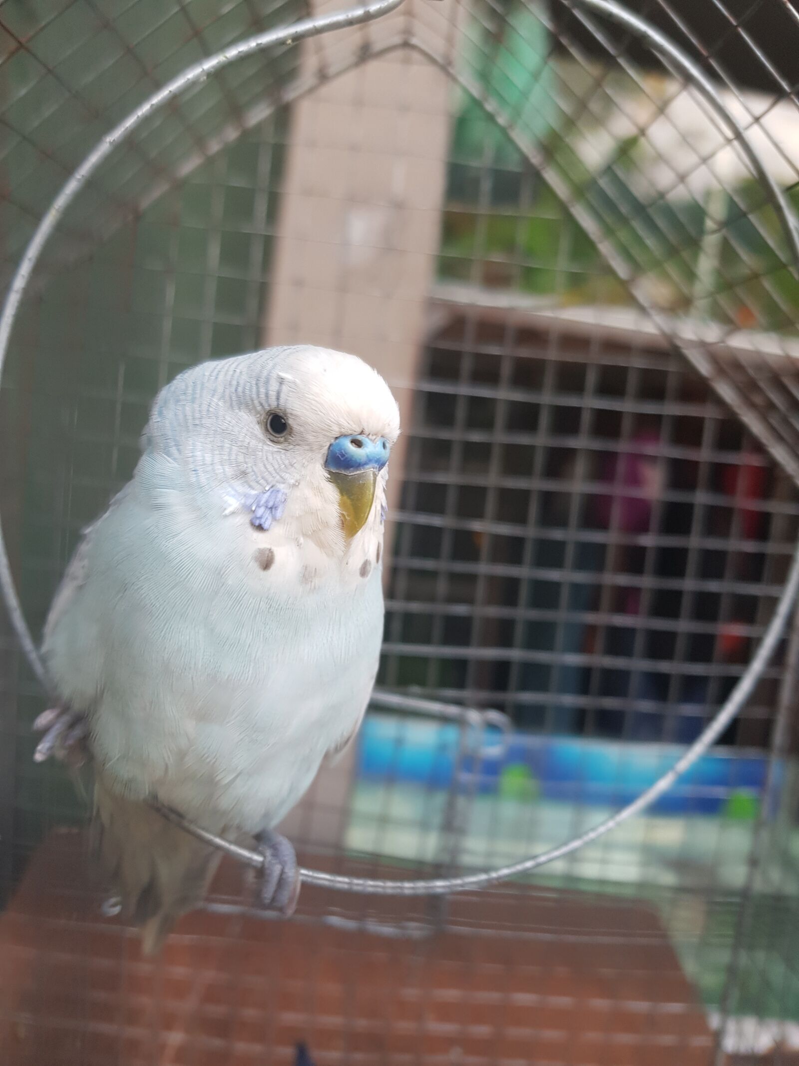 Samsung Galaxy S8 sample photo. Bird, feather, animal photography