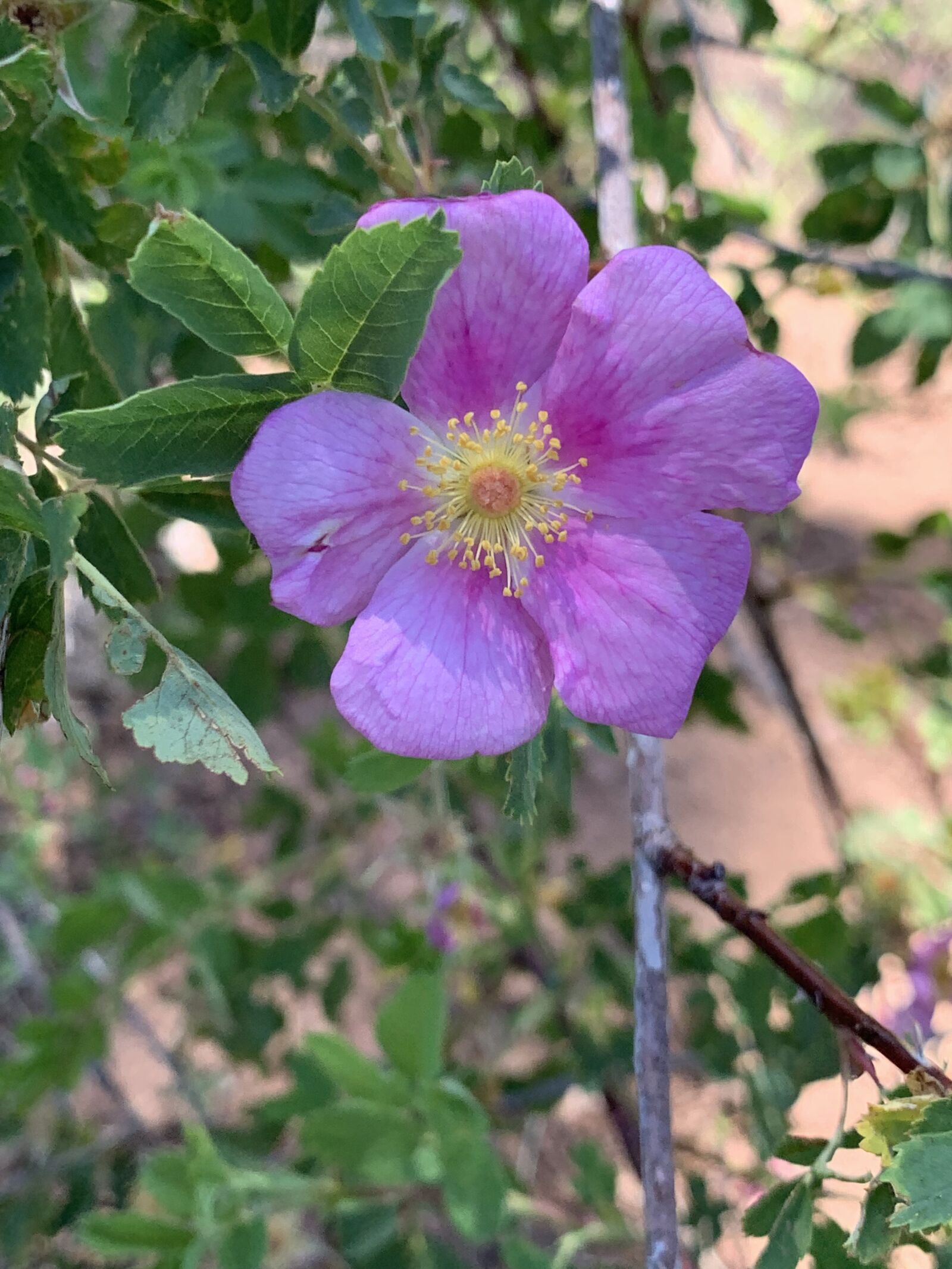 Apple iPhone XS Max sample photo. Wild rose, flower, nature photography